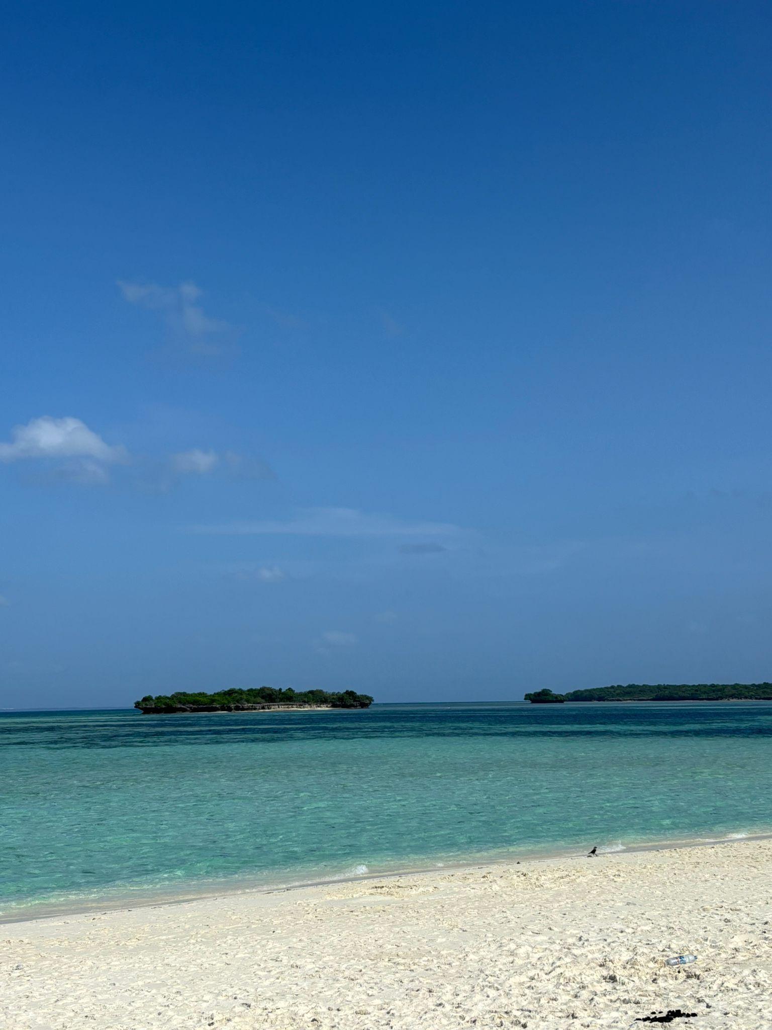 Pungume Island Escape with Dolphin Encounter & Seafood BBQ