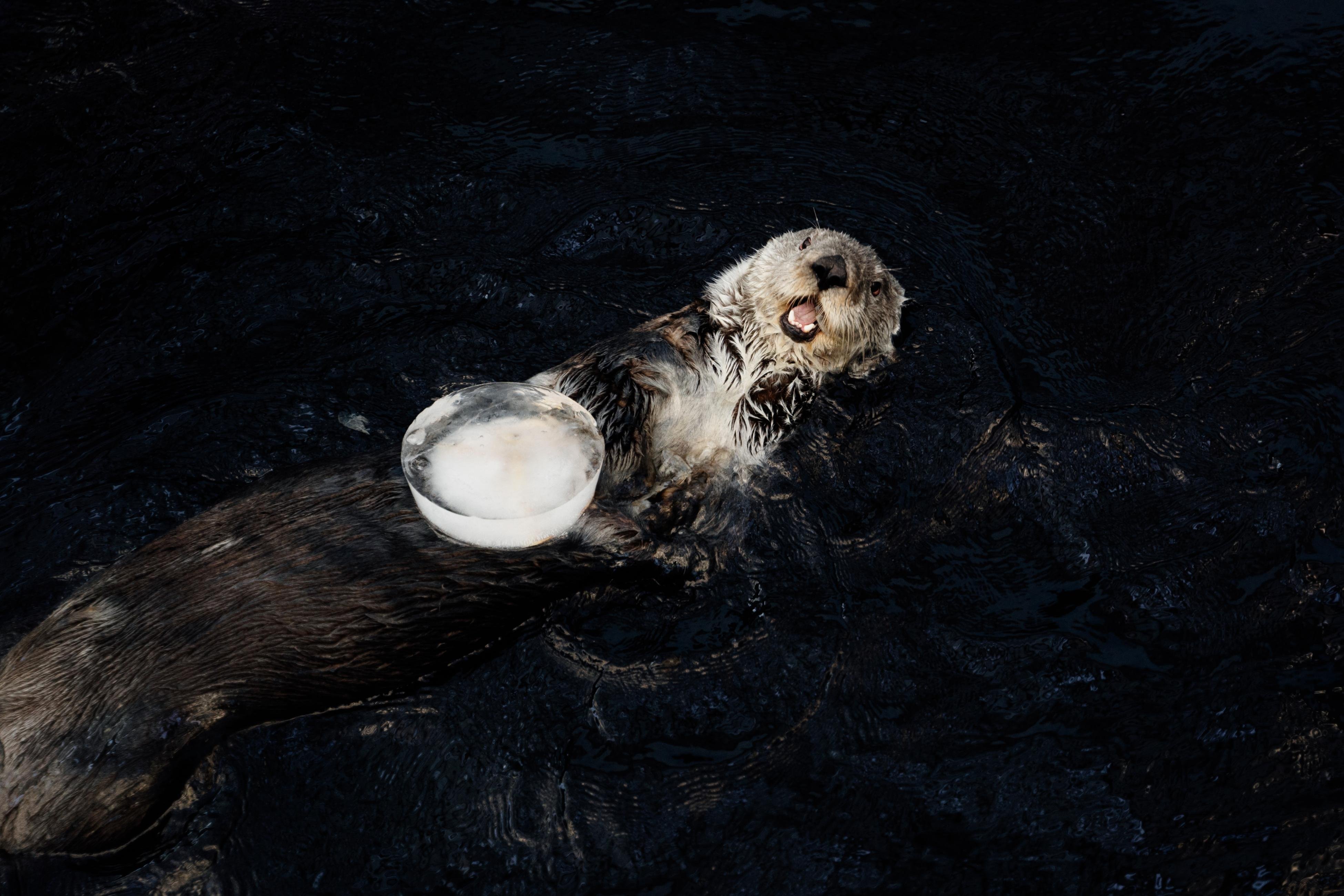 Lisbon Oceanário: Guided Tour & Behind-the-Scenes Access