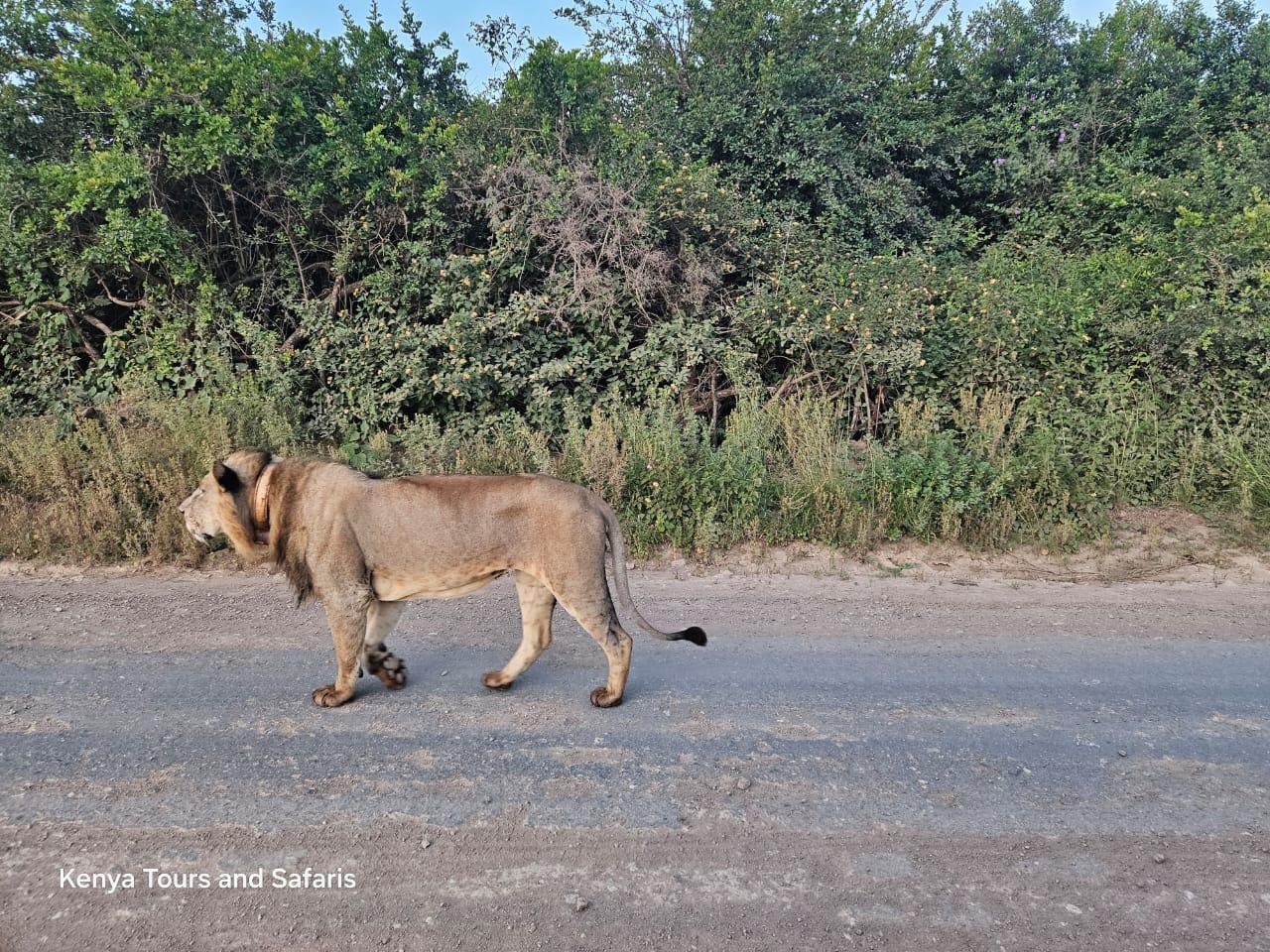 Nairobi National Park: Early Morning Guided Safari