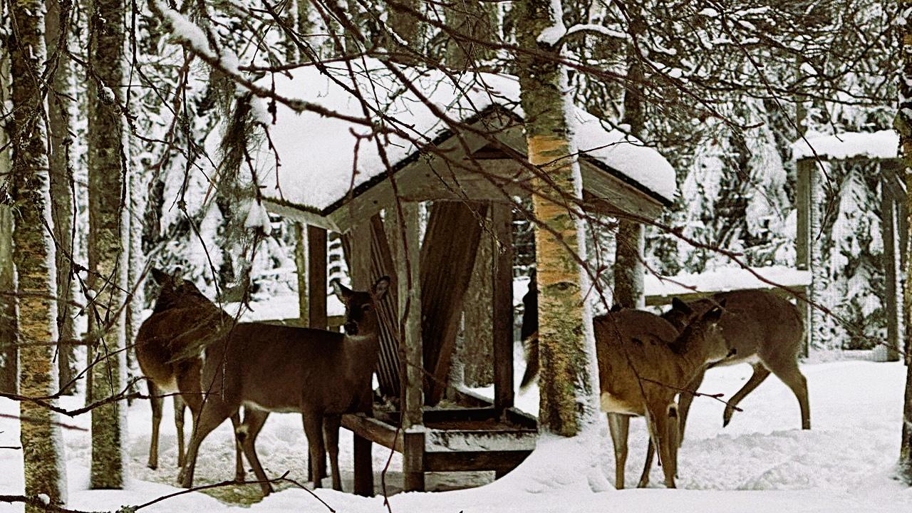 Ranua Wildlife Park Day Trip from Rovaniemi