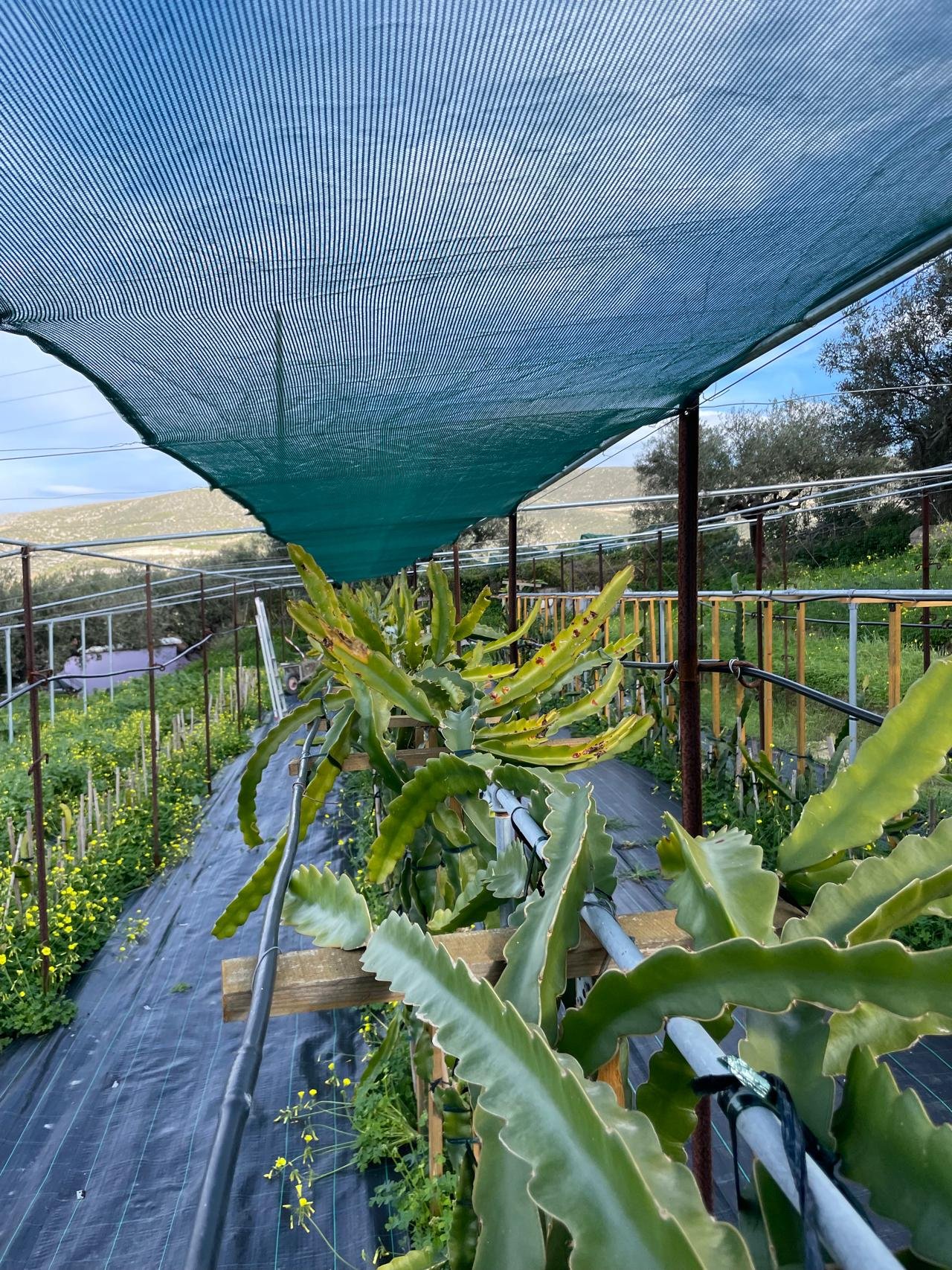 cooking class in Heraklion — Traditional Olive Grove and Dragon Fruit Farm Tour - 2026 (Verified Reviews)