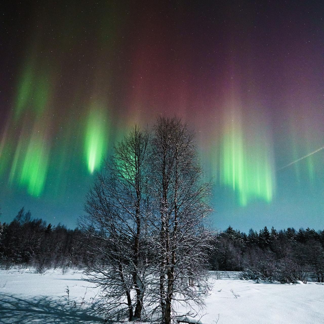 Rovaniemi Small-Group Northern Lights Hunt (Guaranteed)