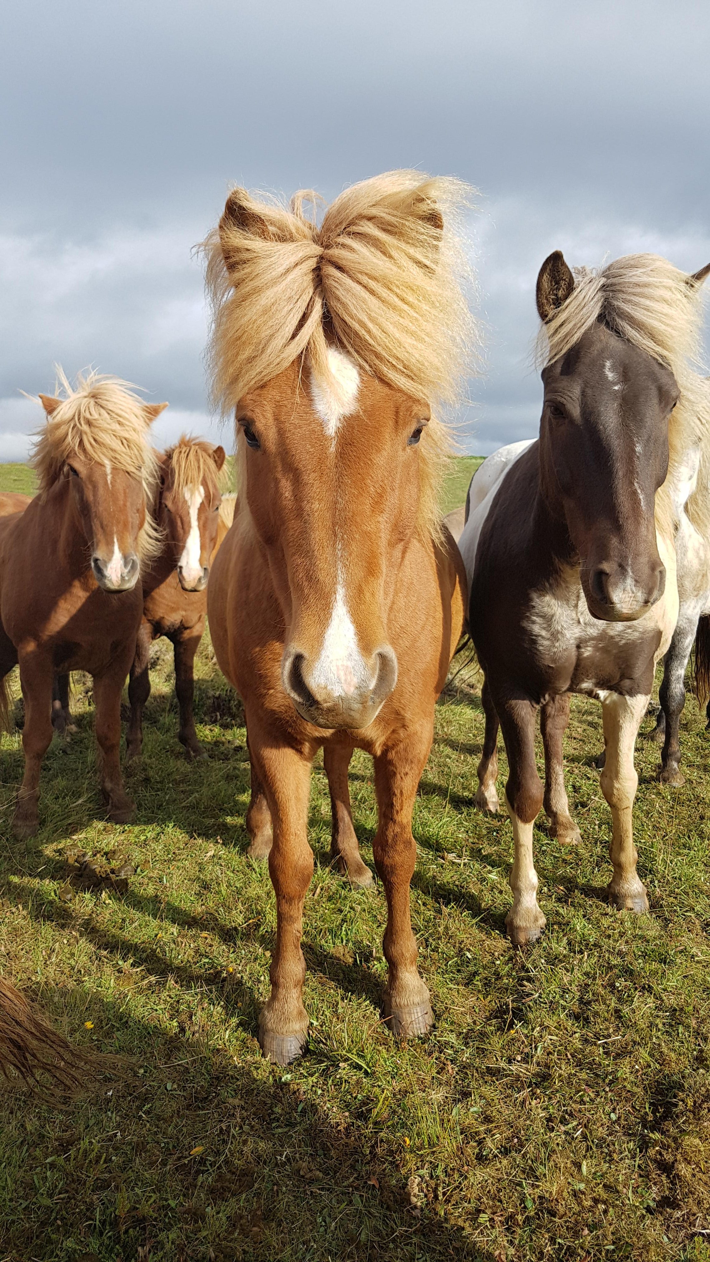 Volcanic Landscape Horseback Riding Adventure