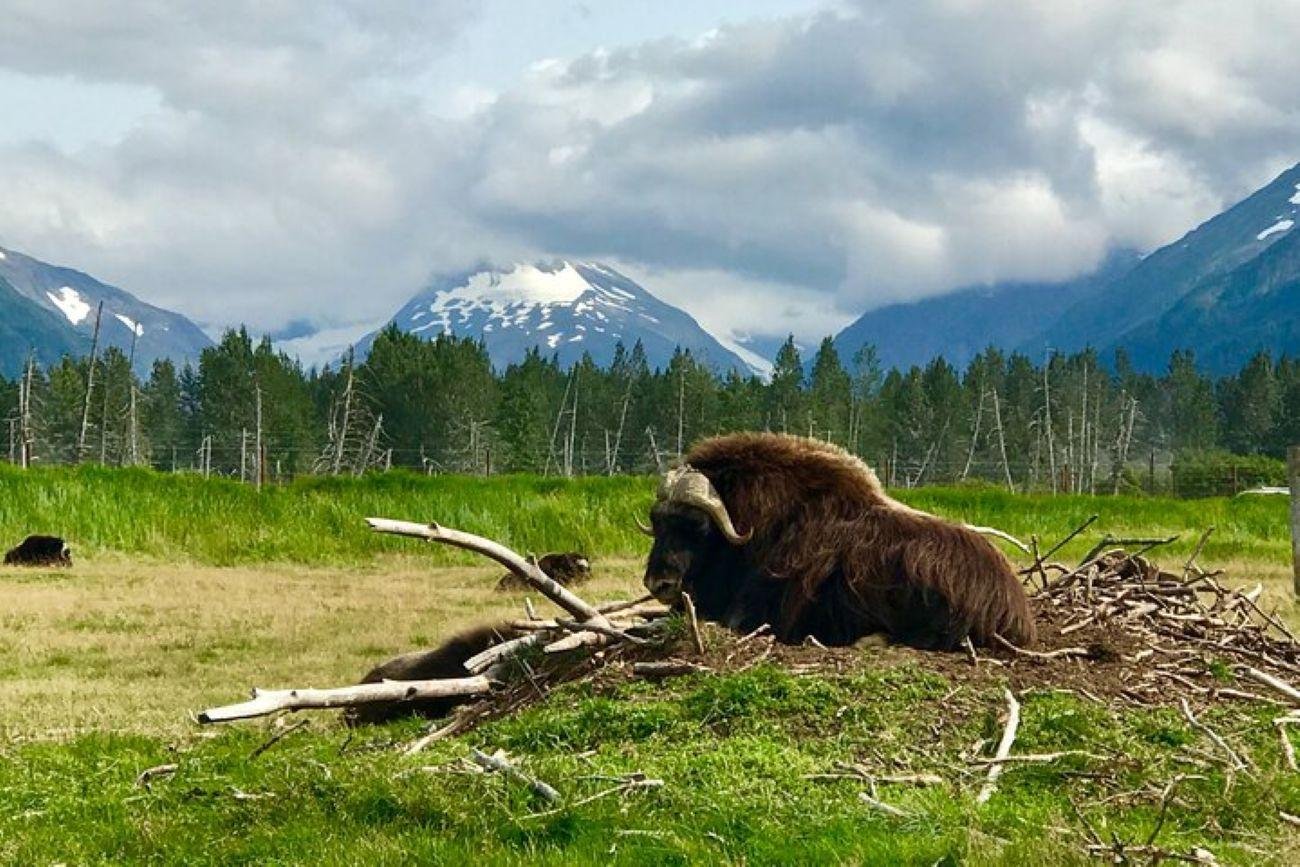 Anchorage Wilderness Explorer: Glaciers, Wildlife & Wine