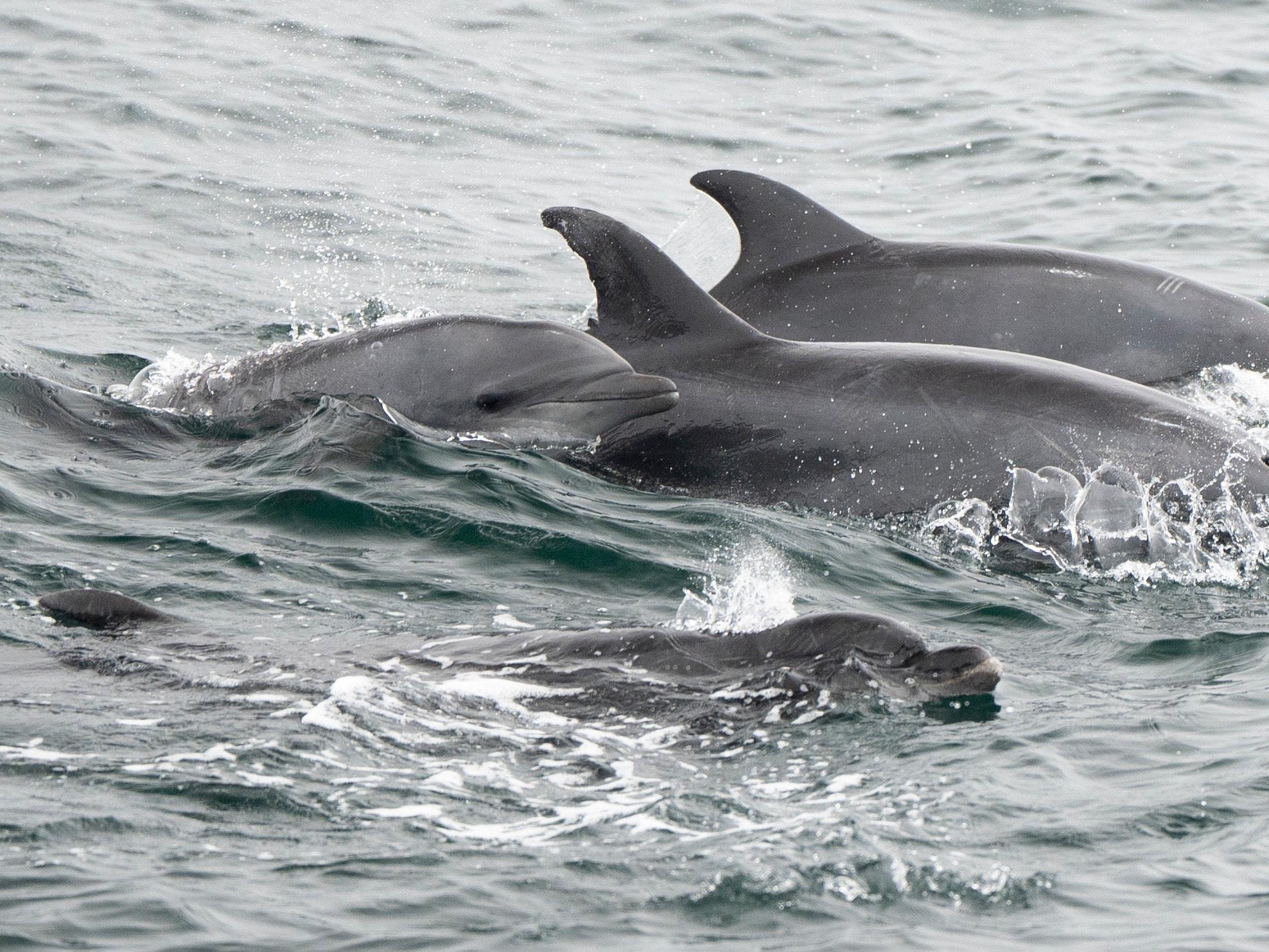 San Diego: Whale Watching & Dolphin Cruise