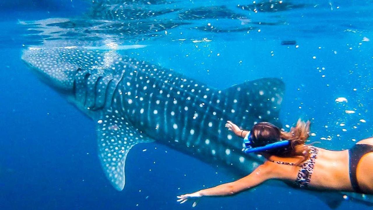 Cebu Private Day Tour: Whale Shark Swimming & Kawasan Canyoneering