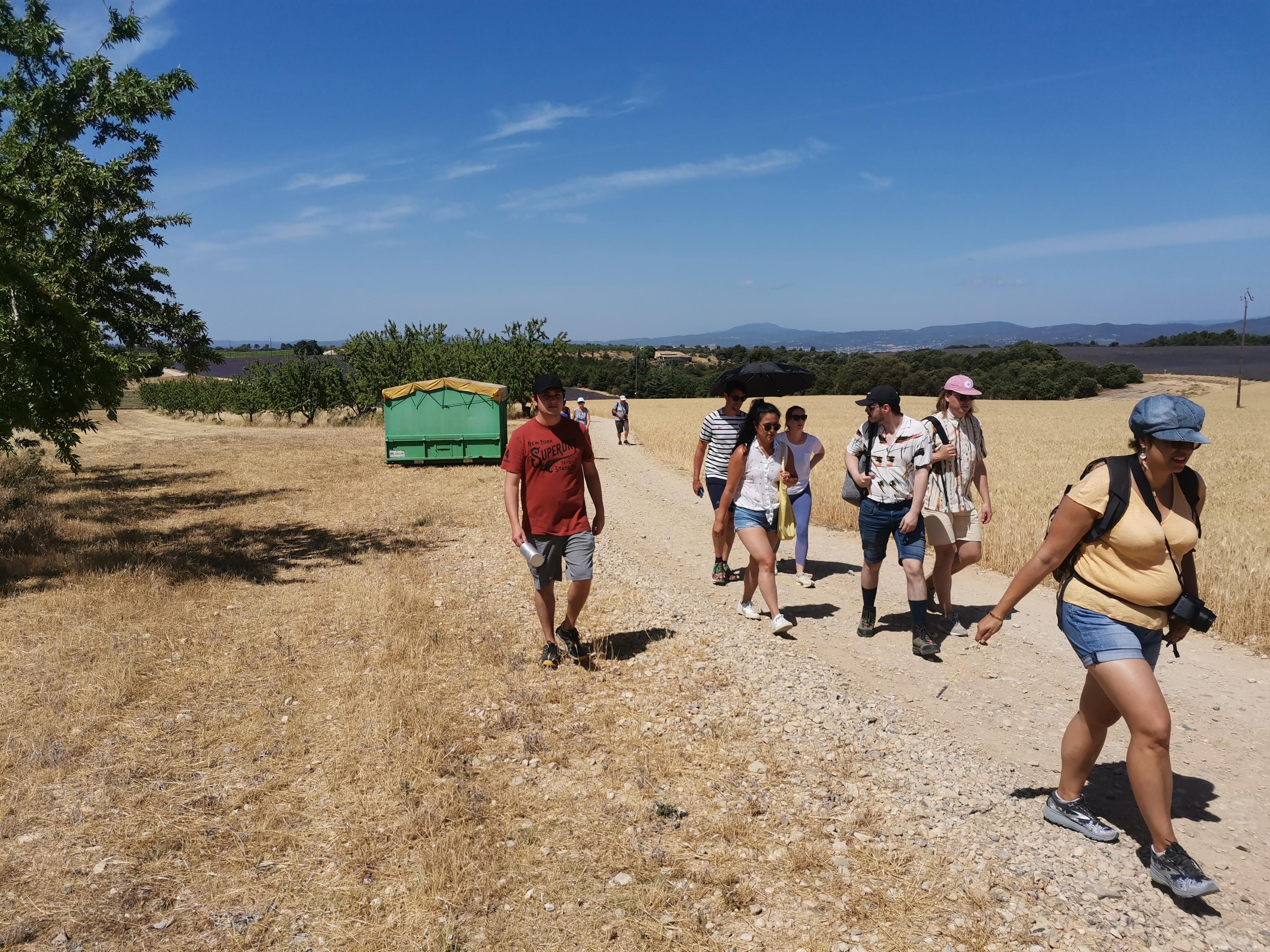Valensole lavender fields in Provence — guided lavender tour photo 8