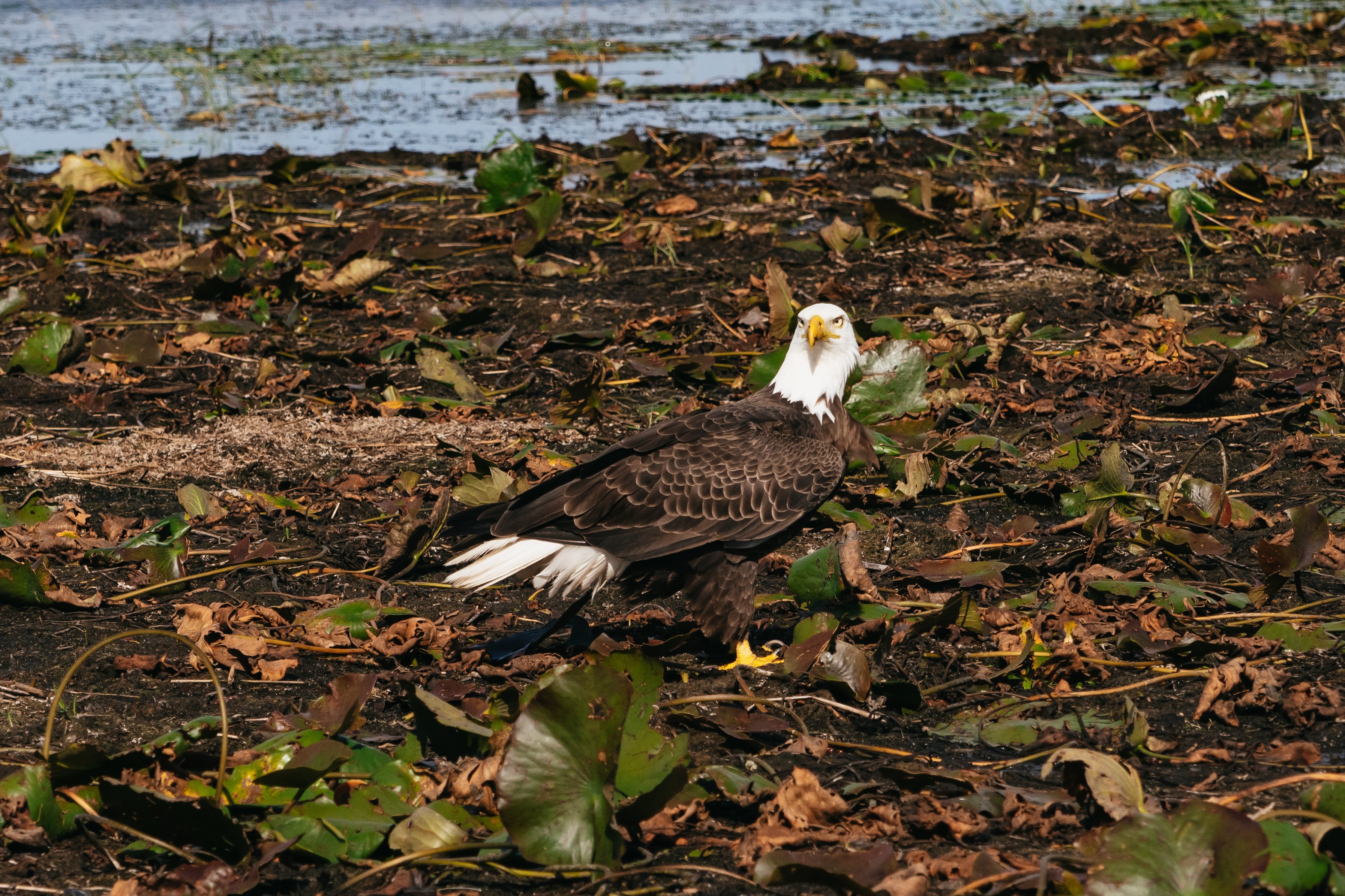 Florida Everglades Wildlife Airboat Adventure from Orlando