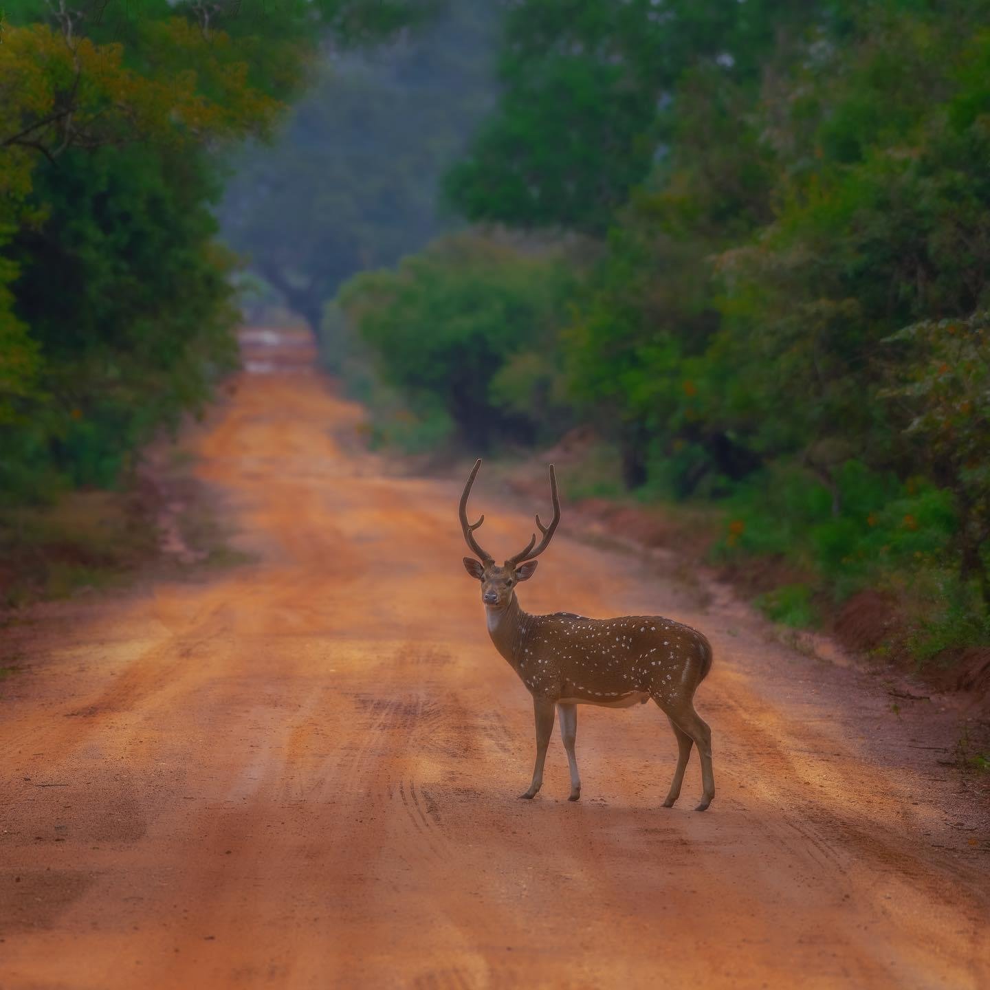 Private Full-Day Wilpattu National Park Jeep Safari