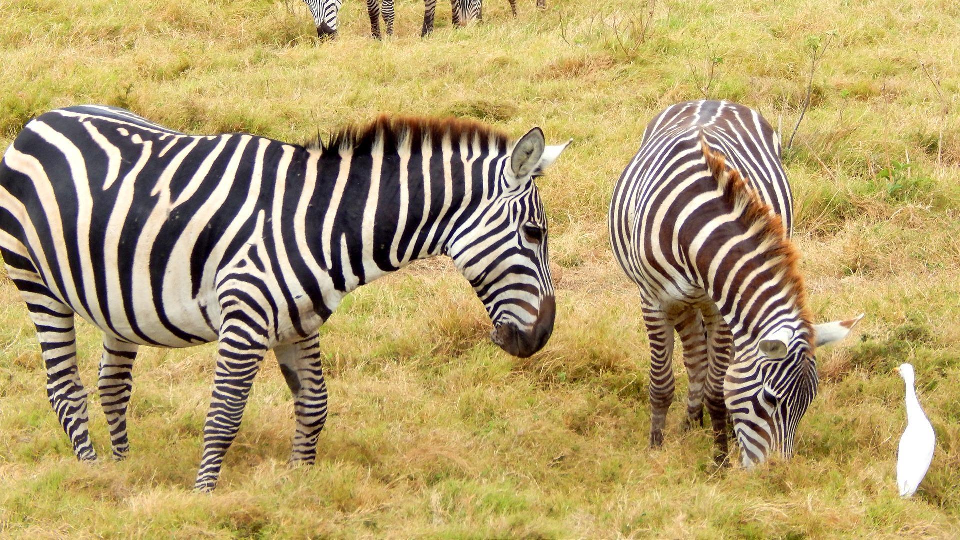 2-Day Private Masai Mara Wildlife Safari from Nairobi