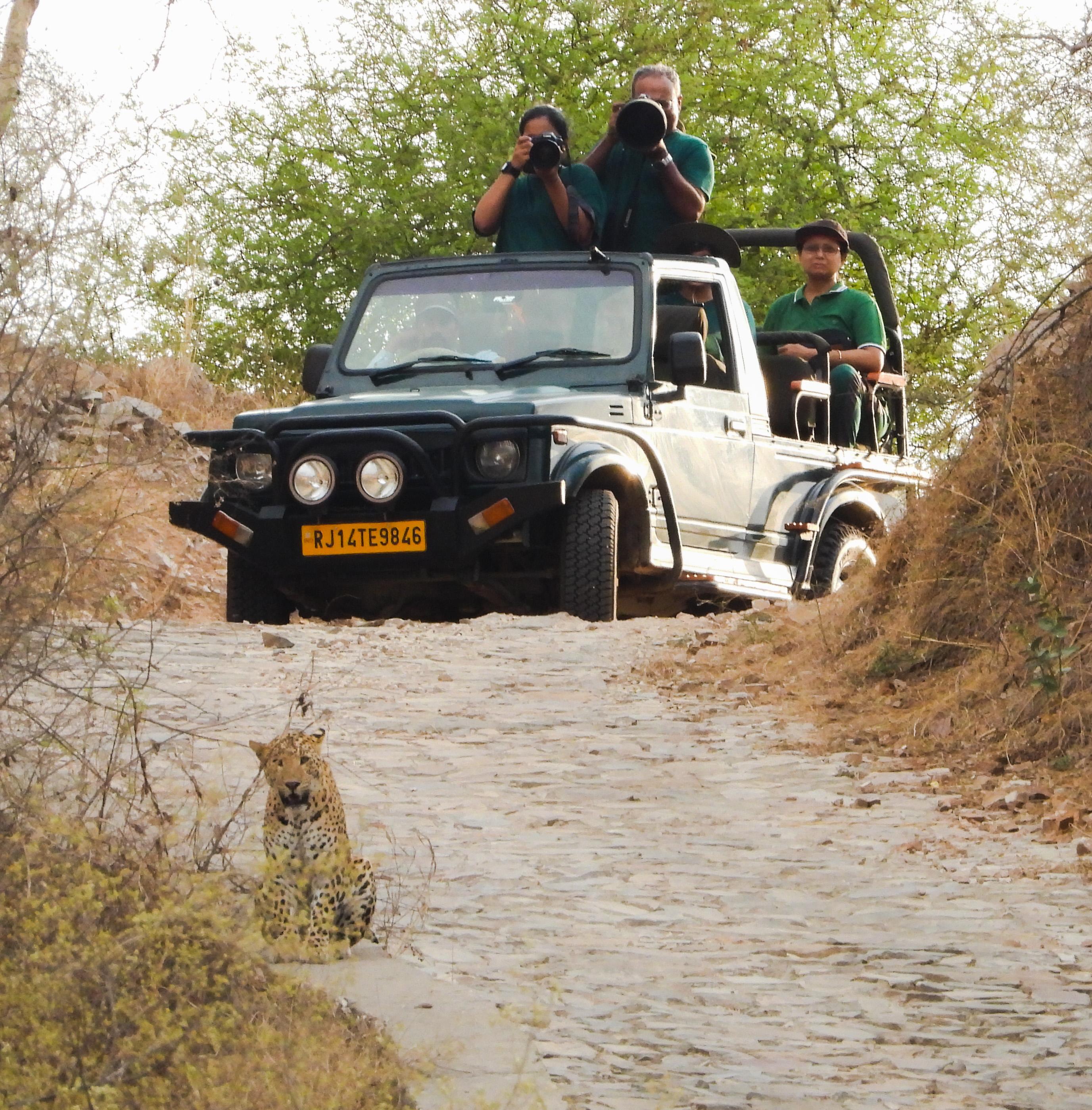Jaipur Jhalana Leopard Safari – Private 4x4 Wildlife Experience