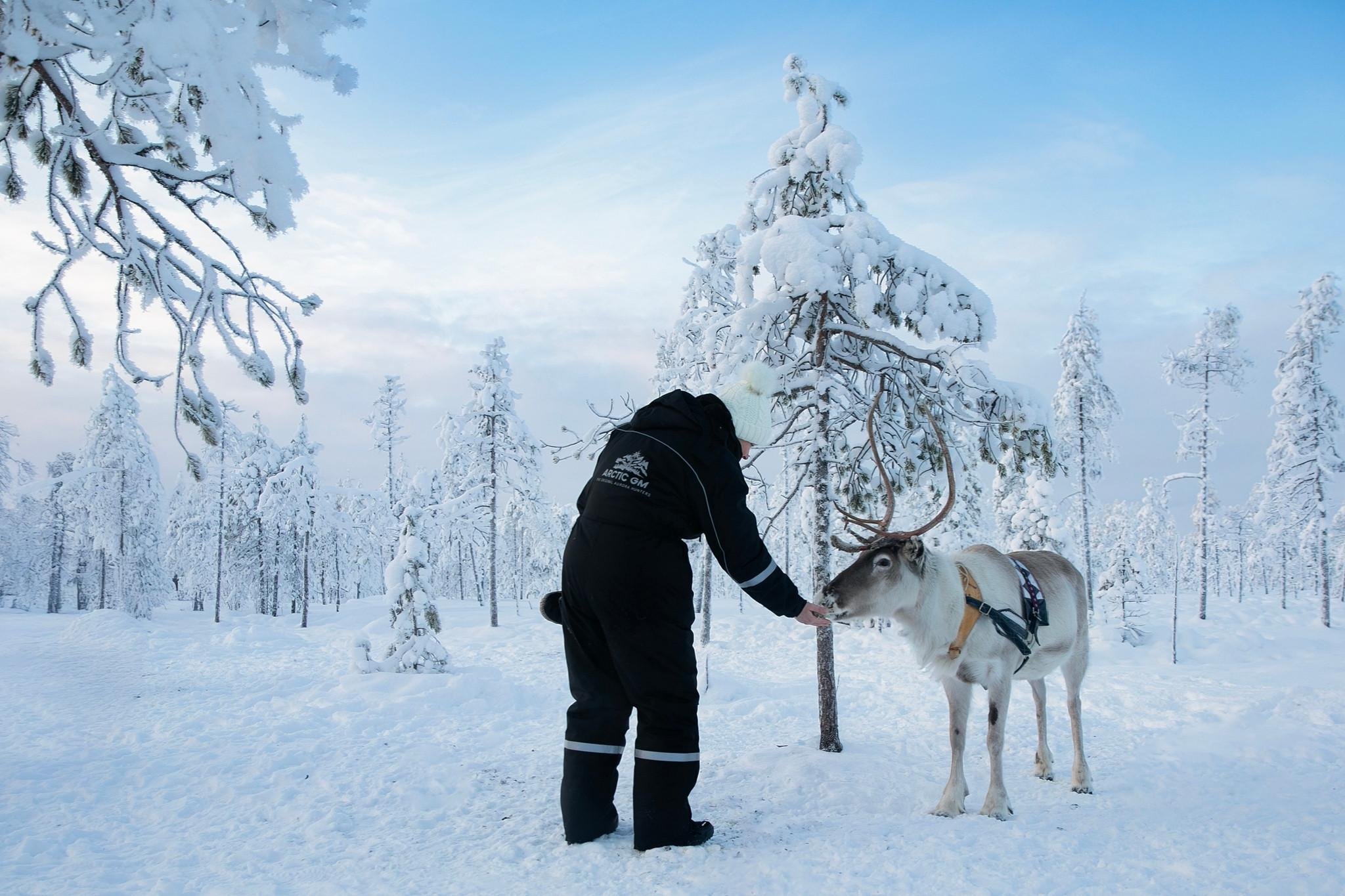 Rovaniemi Reindeer Safari & Sled Ride with Sámi Heritage