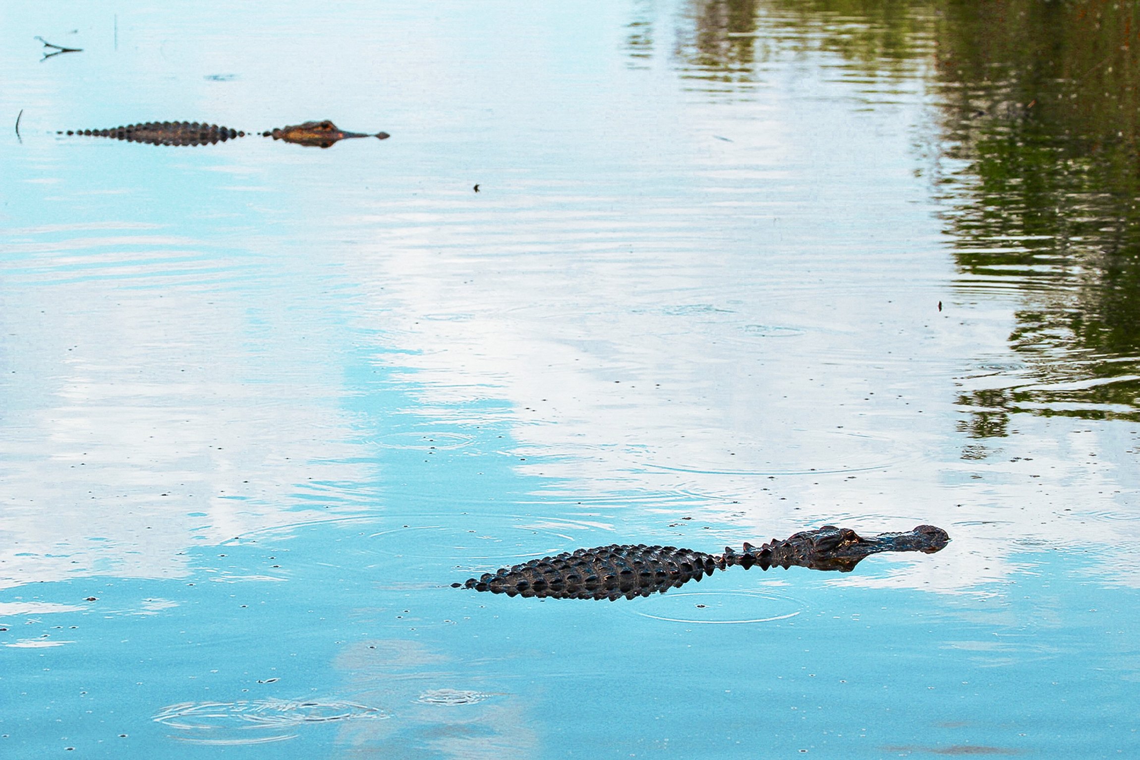 Everglades Airboat Adventure & Alligator Exhibition