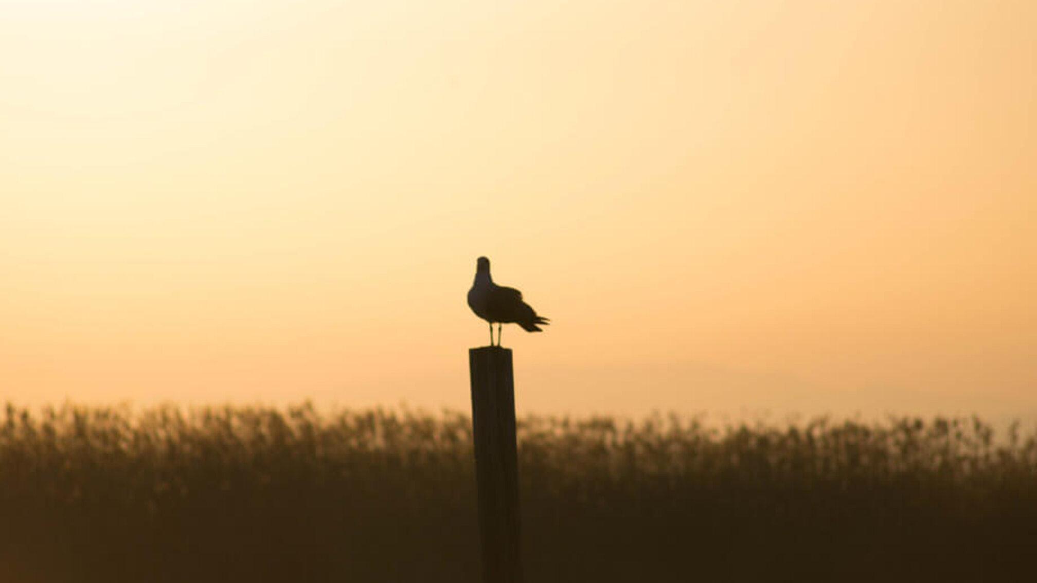 Albufera Natural Park Eco-Tour and Sunset Cruise from Valencia