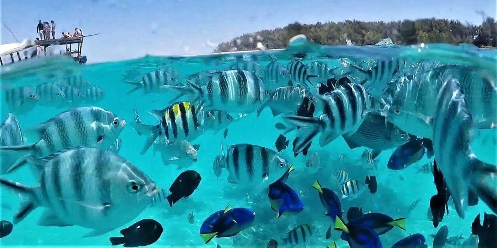Mnemba Island Snorkeling & Dolphin Encounter from Nungwi