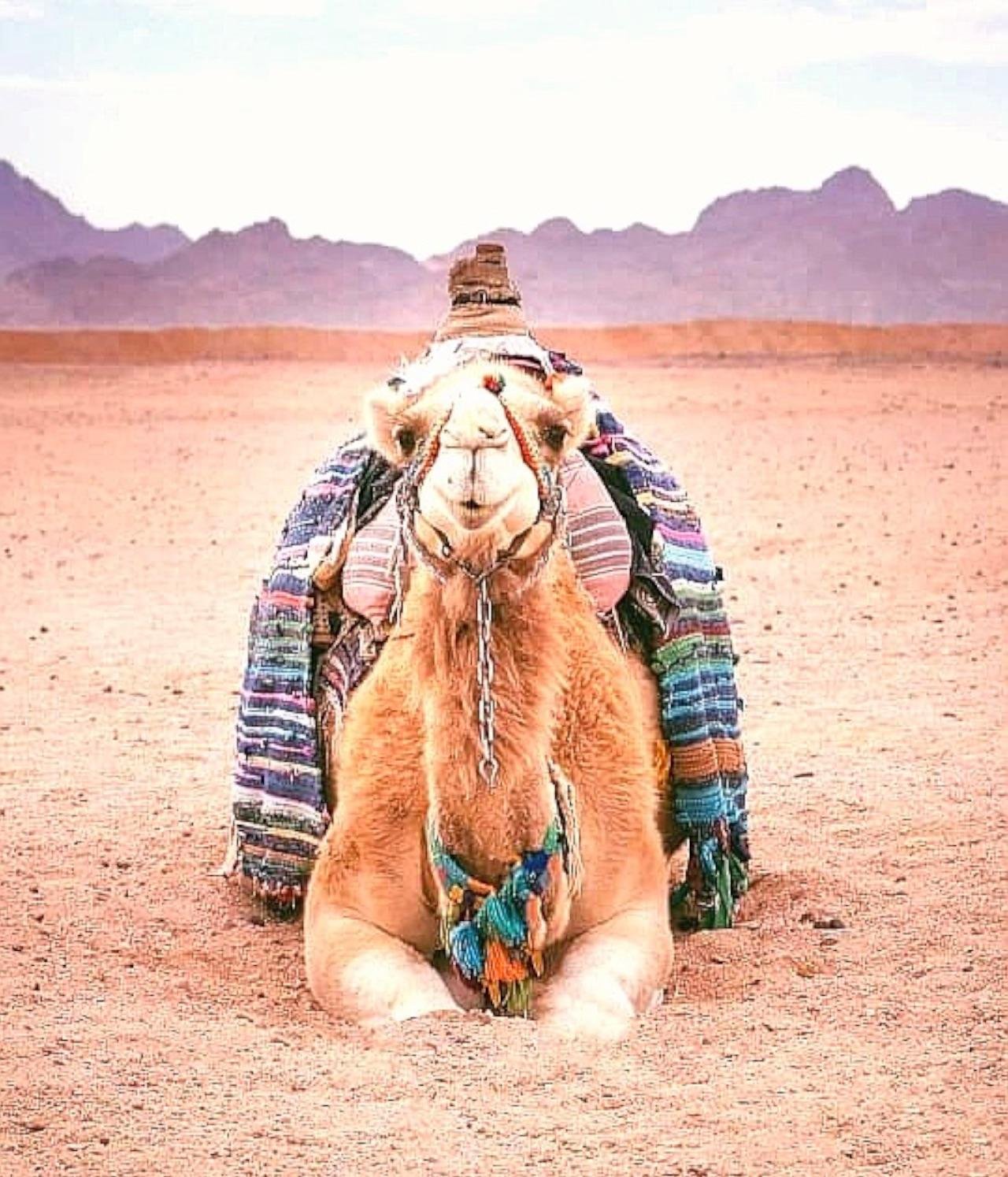 Sharm El Sheikh Desert Safari: Quad Bikes, Camel Ride, Dinner & Stargazing
