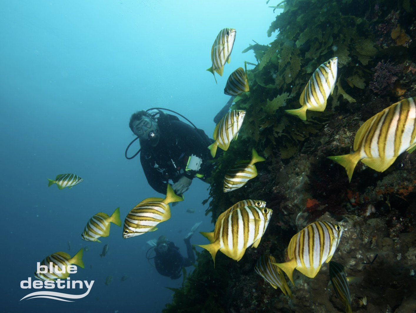 Rottnest Island Underwater Adventure from Fremantle