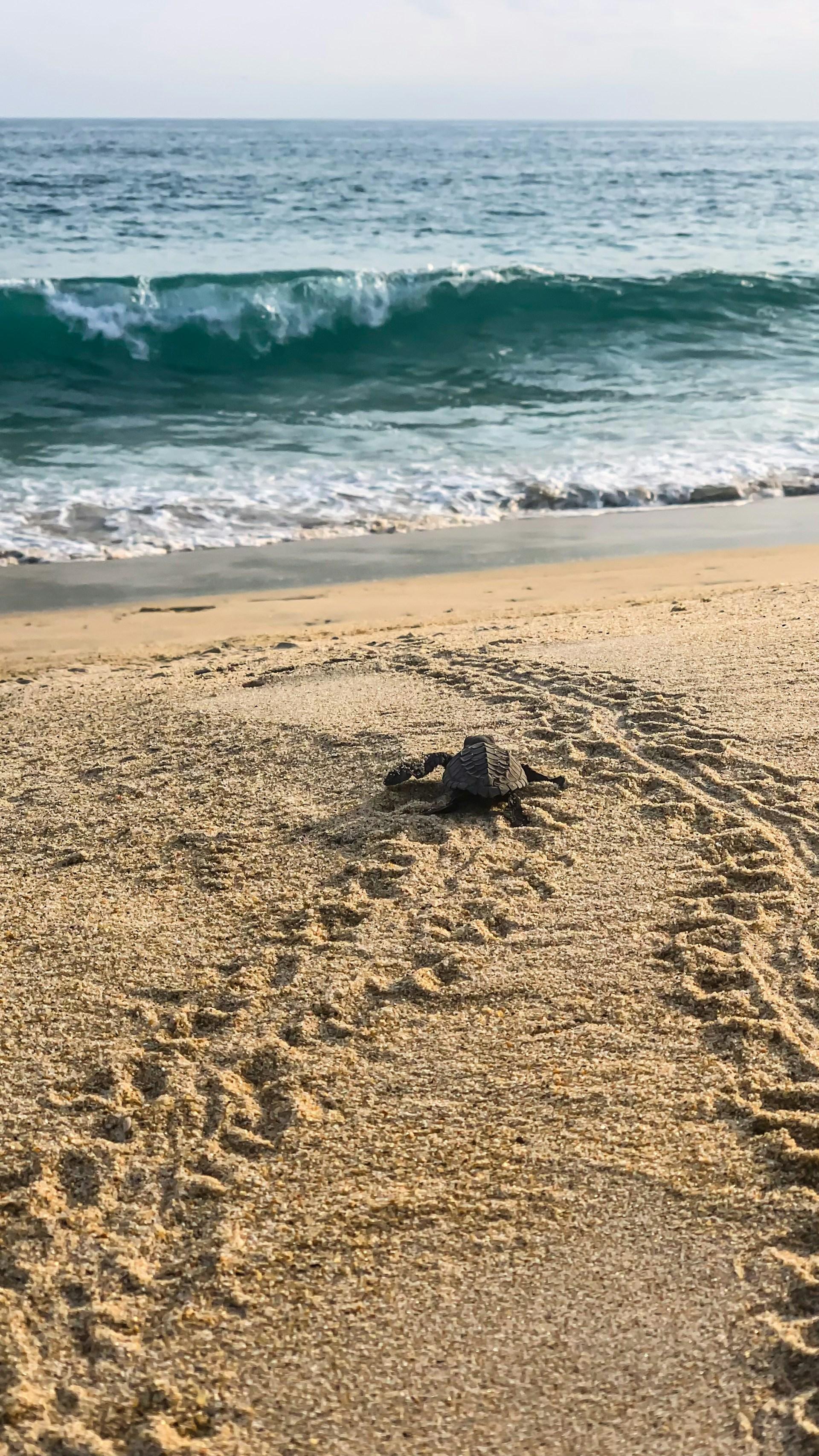 Colombo to Galle & Jungle Beach Private Day Trip