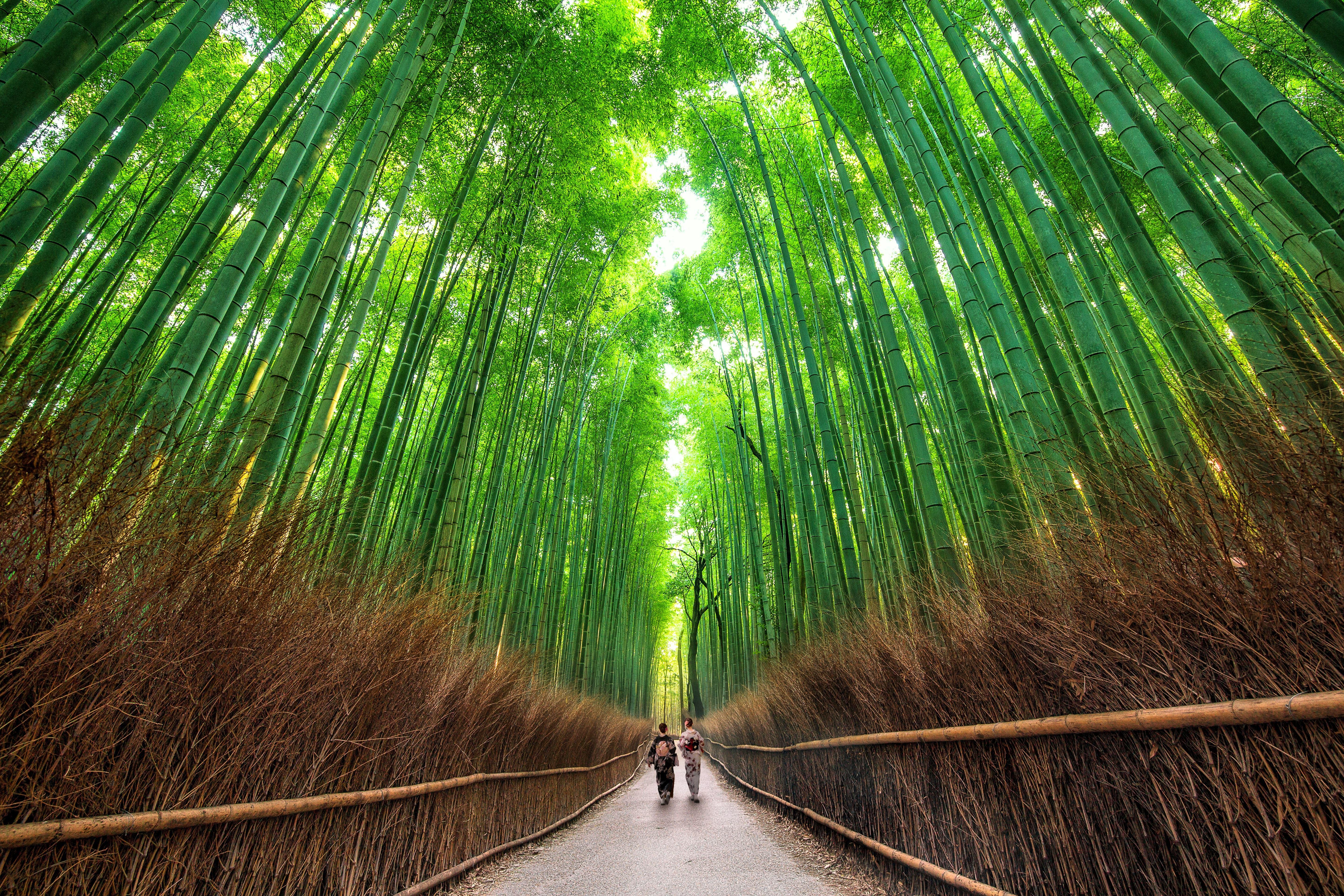 Kyoto & Arashiyama Cultural Explorer Day Trip