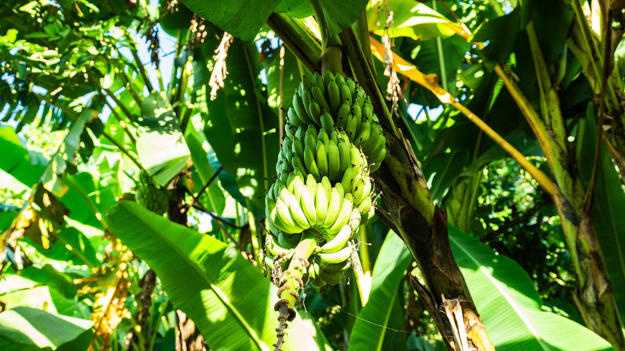 Zanzibar Full-Day Discovery: Stone Town, Spice Farm & Prison Island