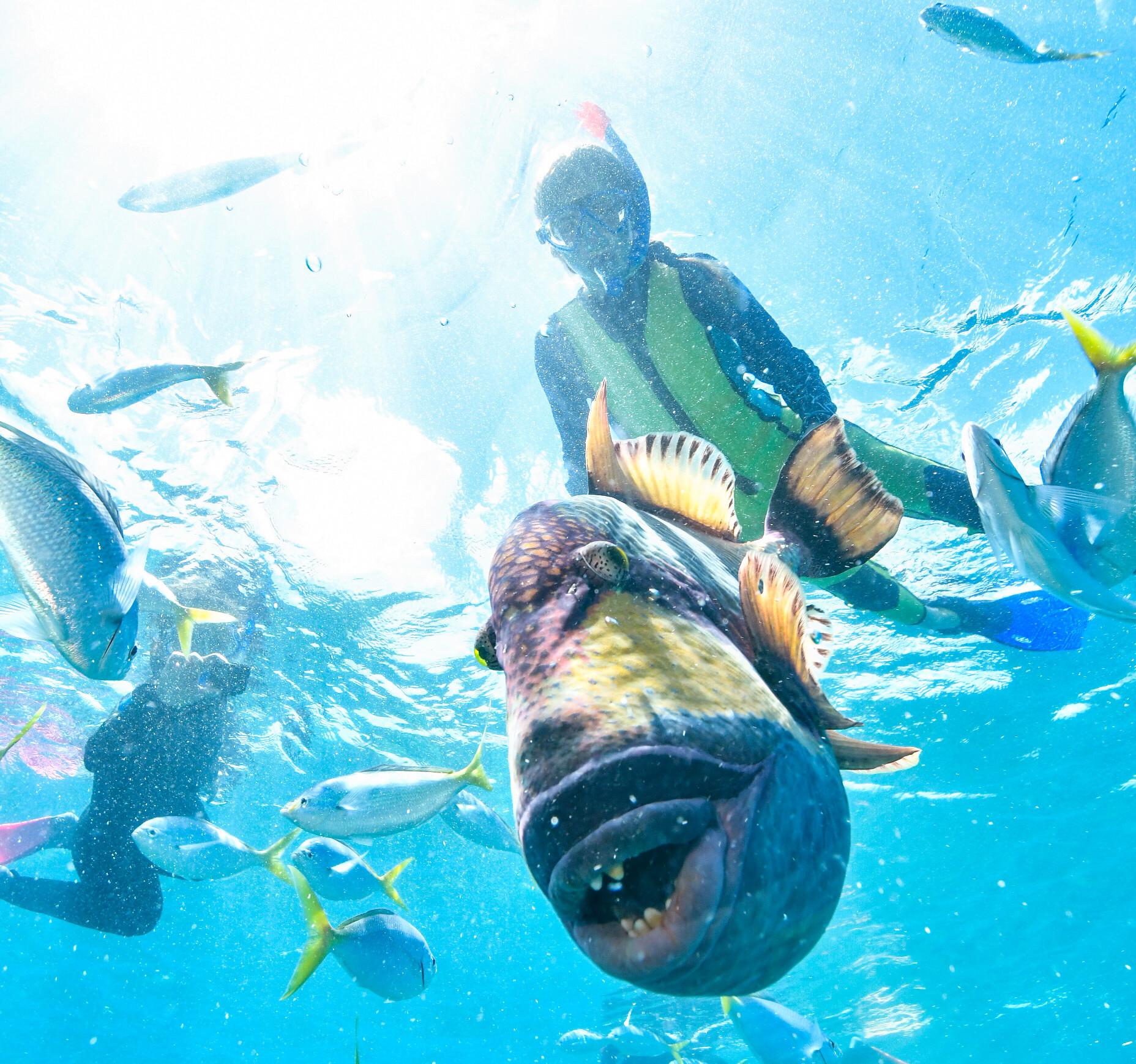 Coral Island Speedboat Escape with Flexible Departure