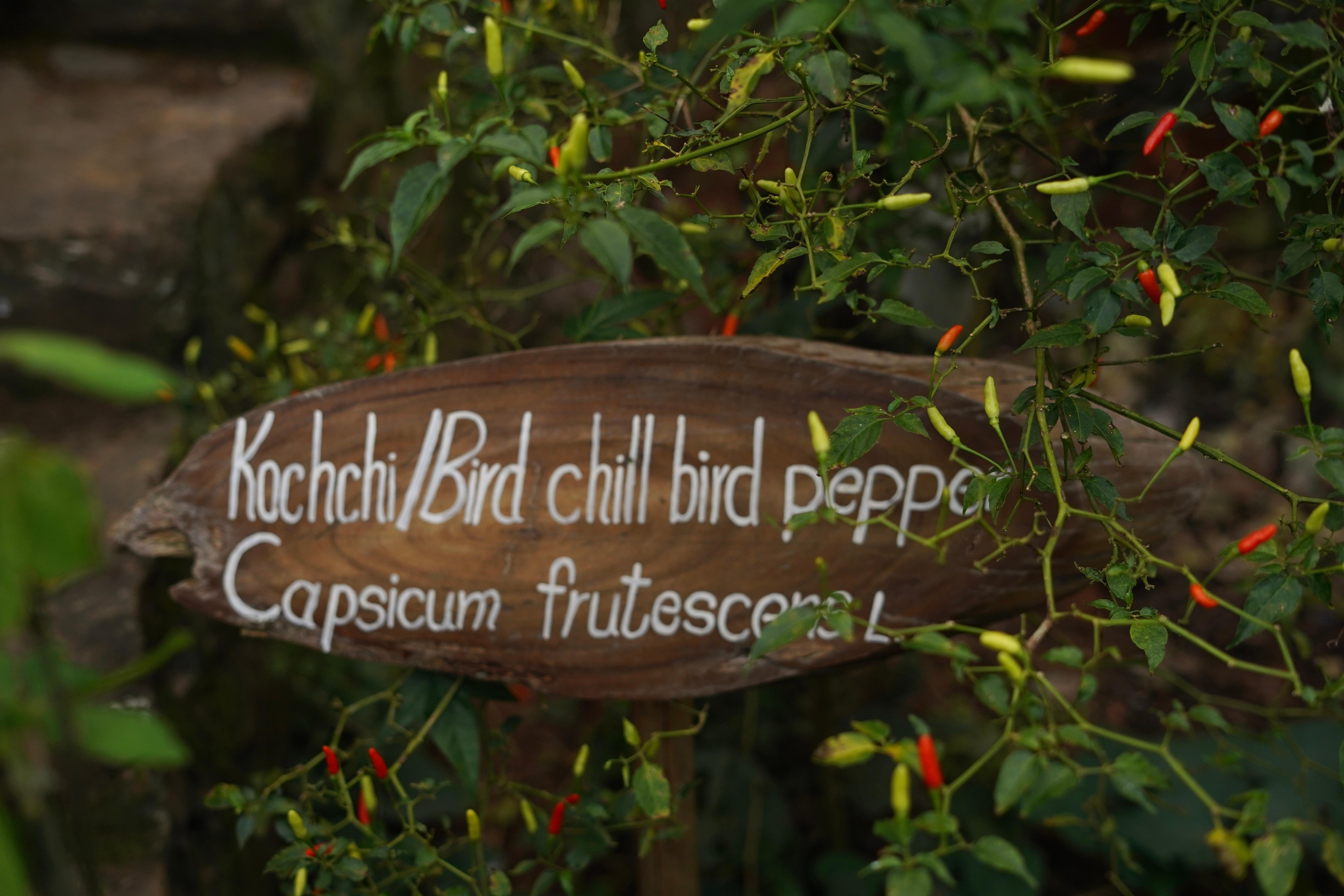 Ella Spice Garden Tour & Authentic Cooking Class