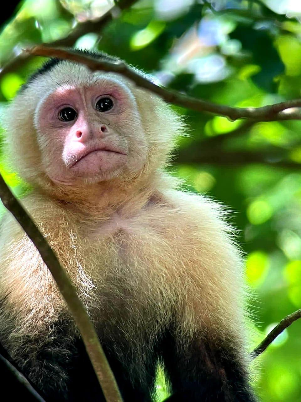 Manuel Antonio National Park: Guided Tour w/ TICKET INCLUDED