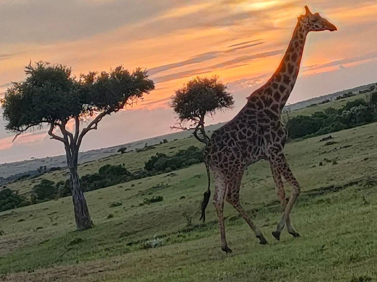 3-Day Maasai Mara Shared Jeep Safari from Nairobi