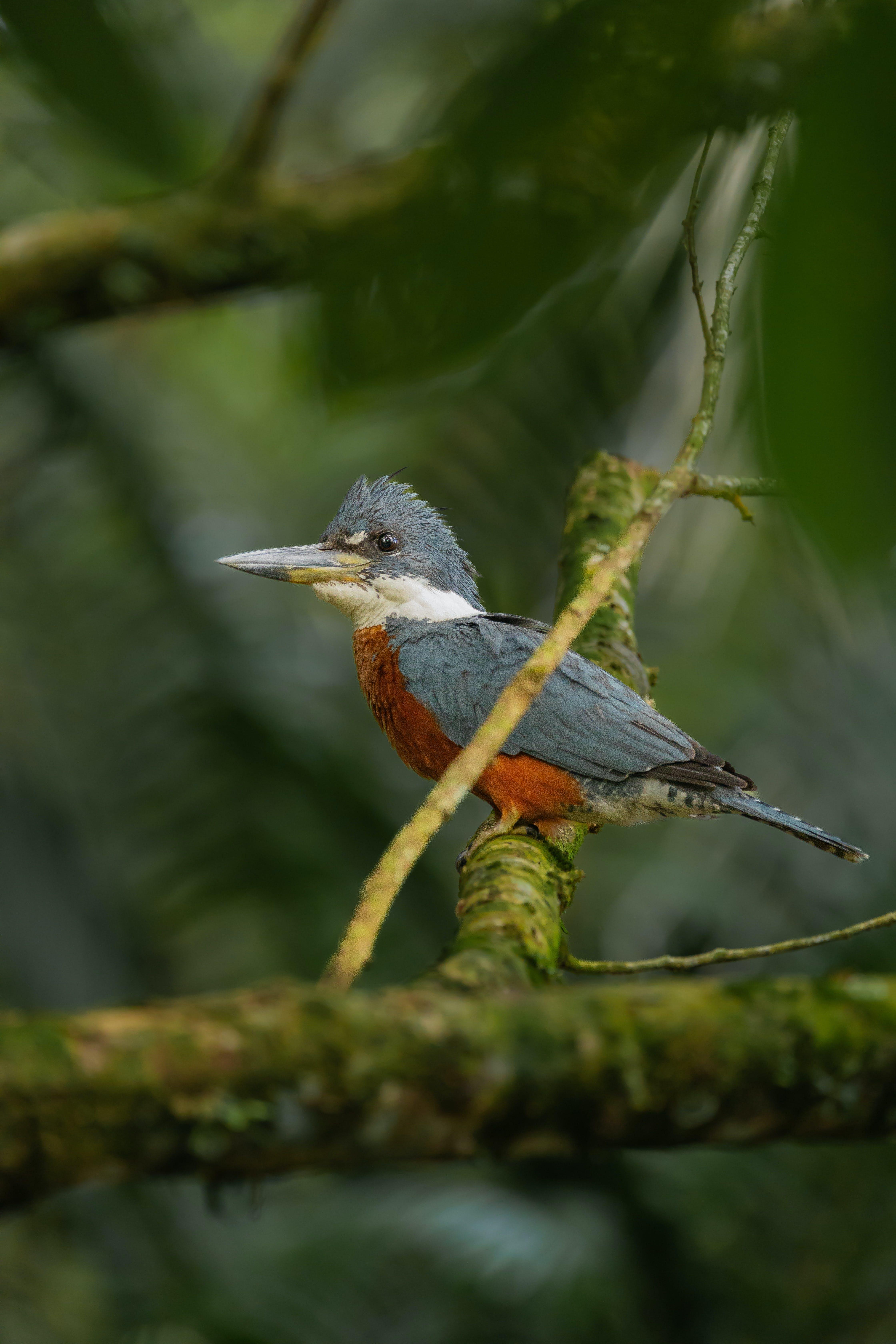 Tortuguero Canal Wildlife Boat Tour