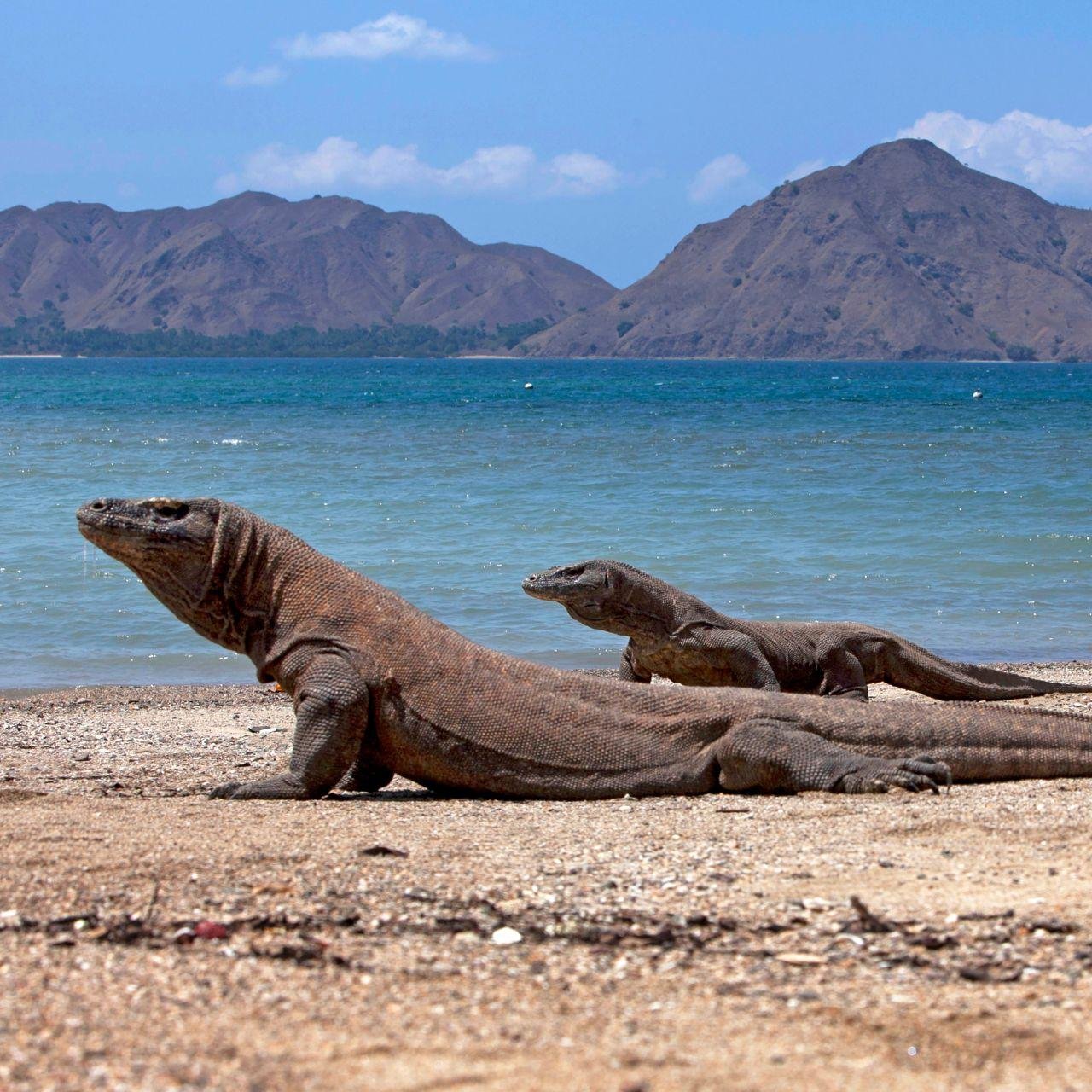 Komodo Island Full-Day Adventure: Hiking, Dragons & Snorkeling