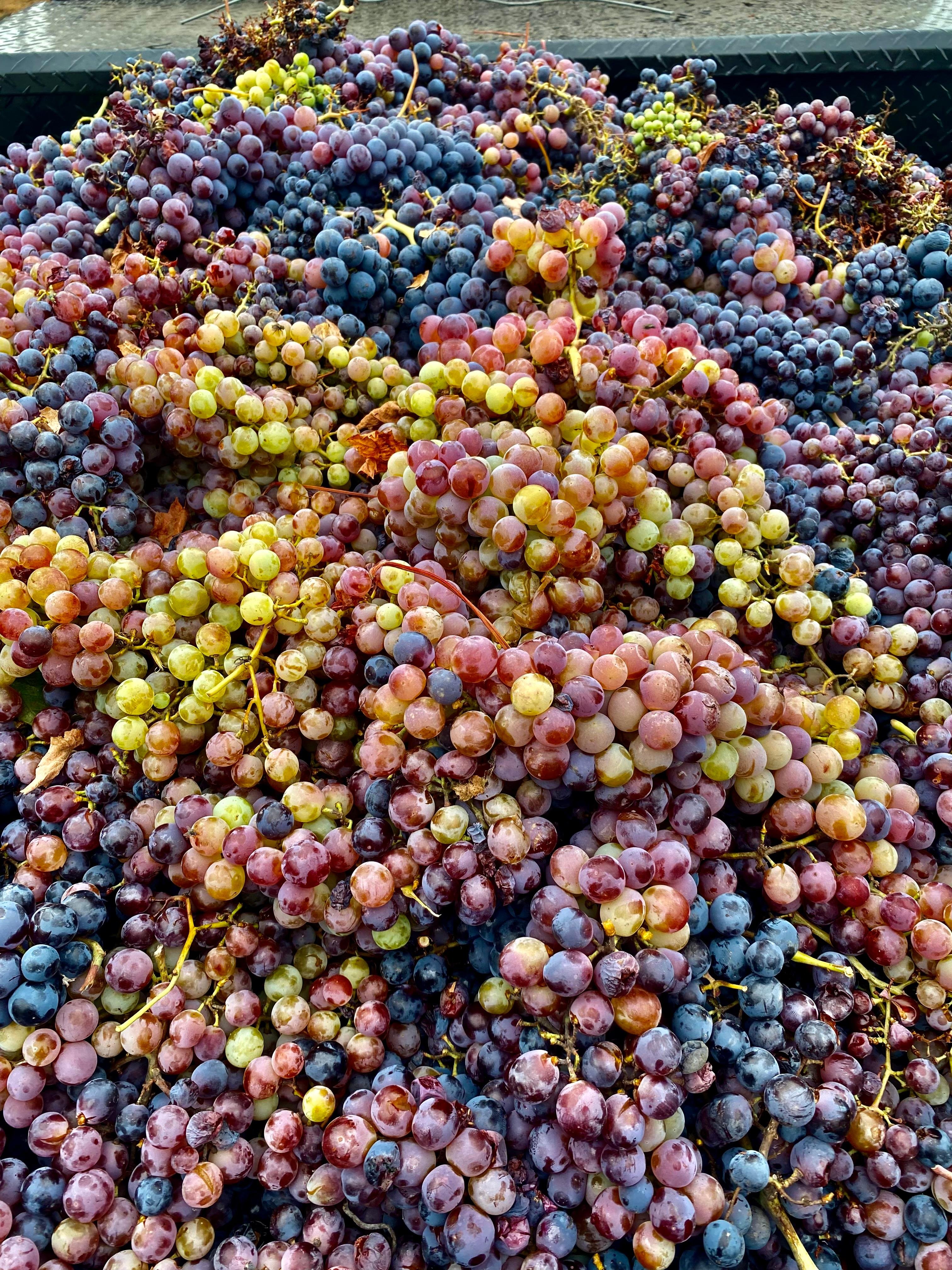 wine tour in Valle de Guadalupe — photo 44