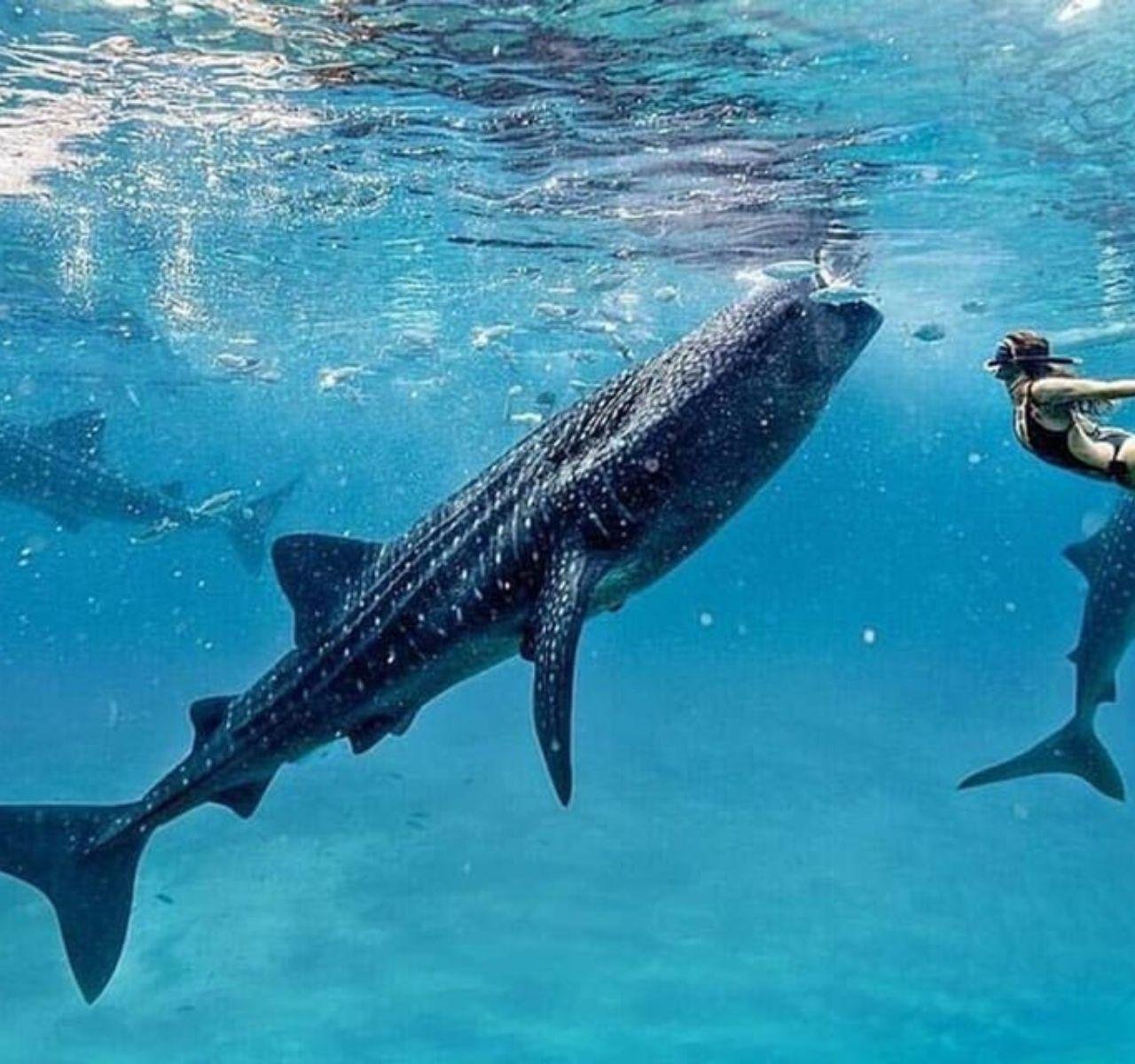 Cebu South Day Tour: Whale Shark Swim & Sumilon Island