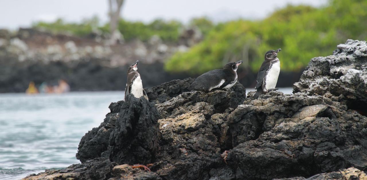 Isabela Island Full-Day Adventure from Santa Cruz