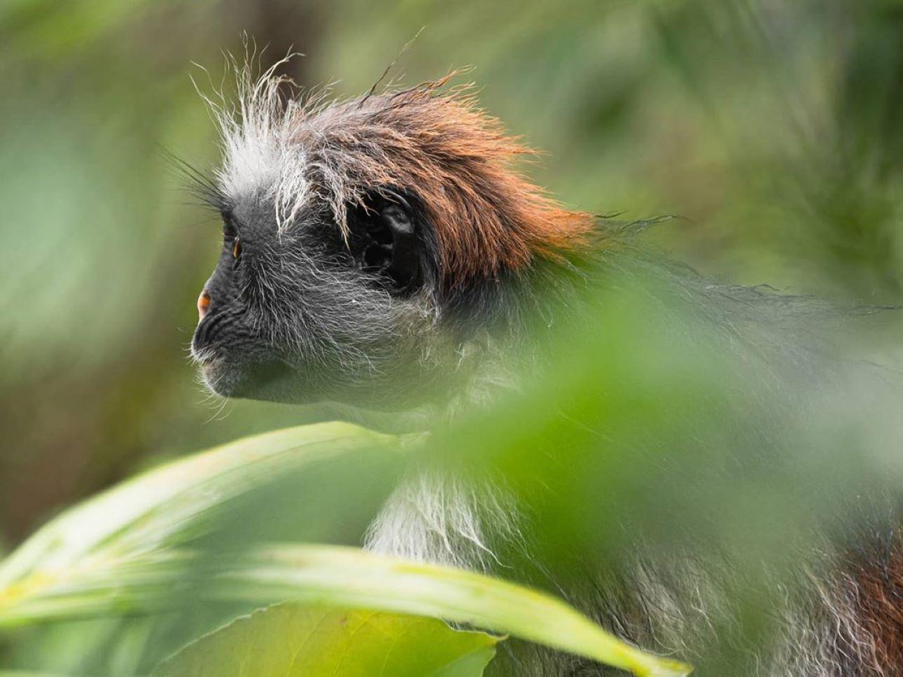 Zanzibar Full-Day Adventure: Caves, Monkeys, Turtles & Paje Beach
