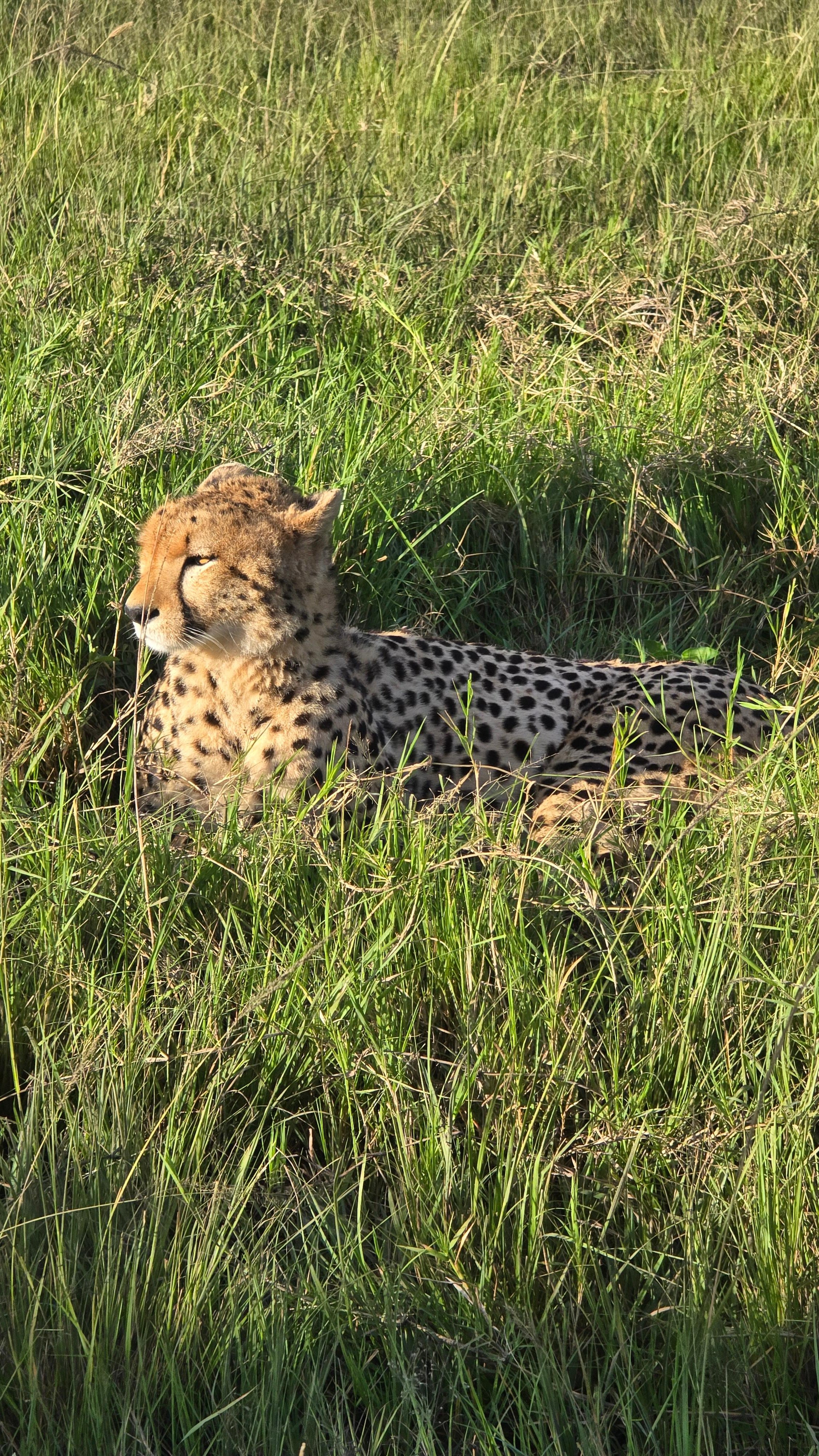 3-Day Maasai Mara Safari by 4WD Landcruiser from Nairobi