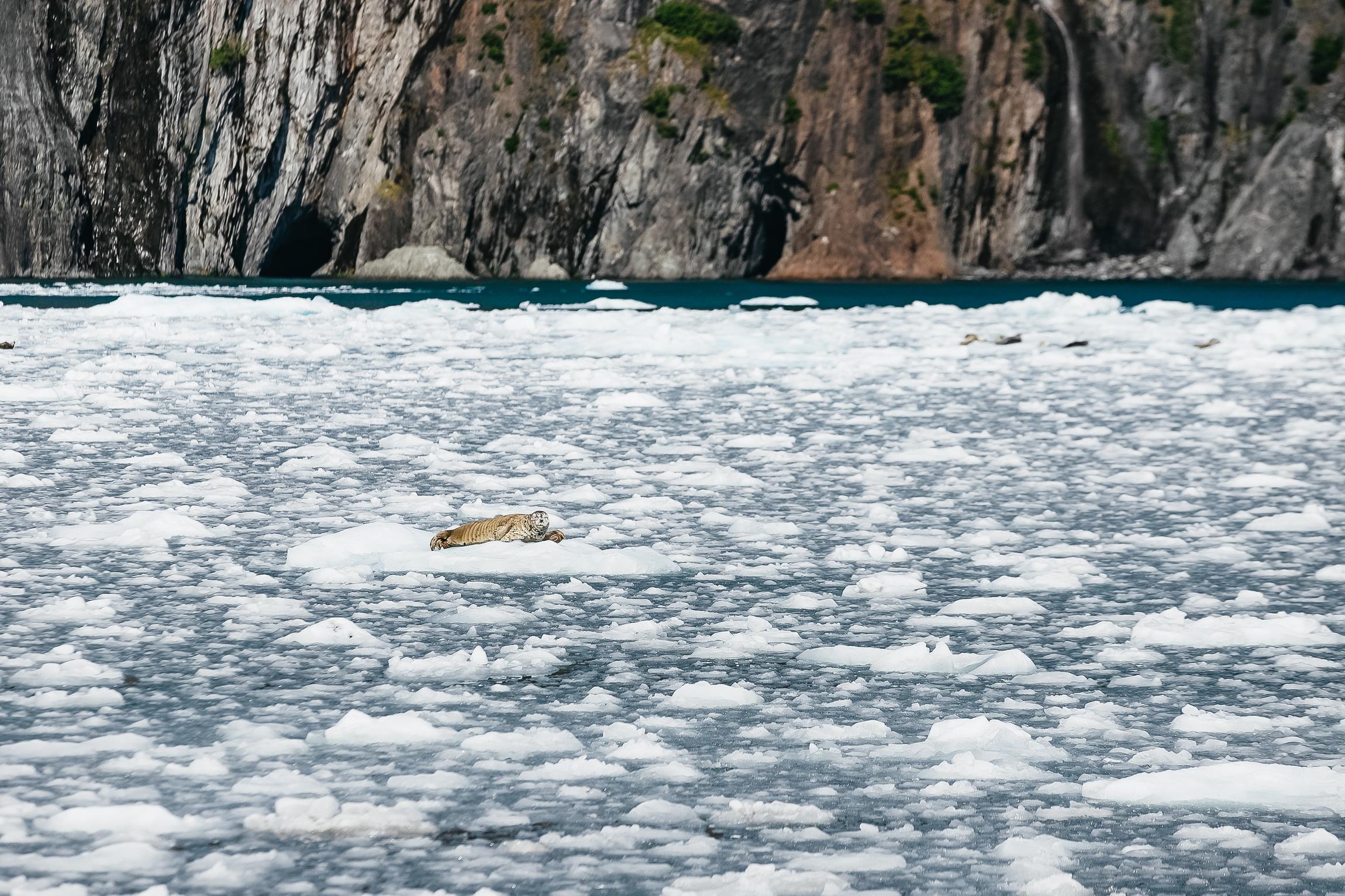 Kenai Fjords glacier cruise from Seward — tidewater glaciers and Alaska marine wildlife — image 18