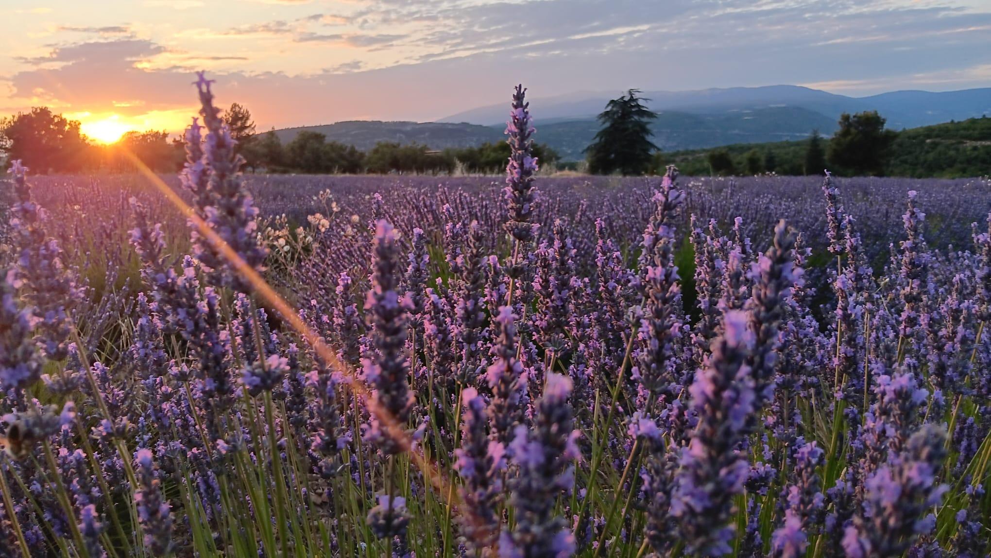 From Aix-en-Provence : Sunset Lavender Tour in Valensole