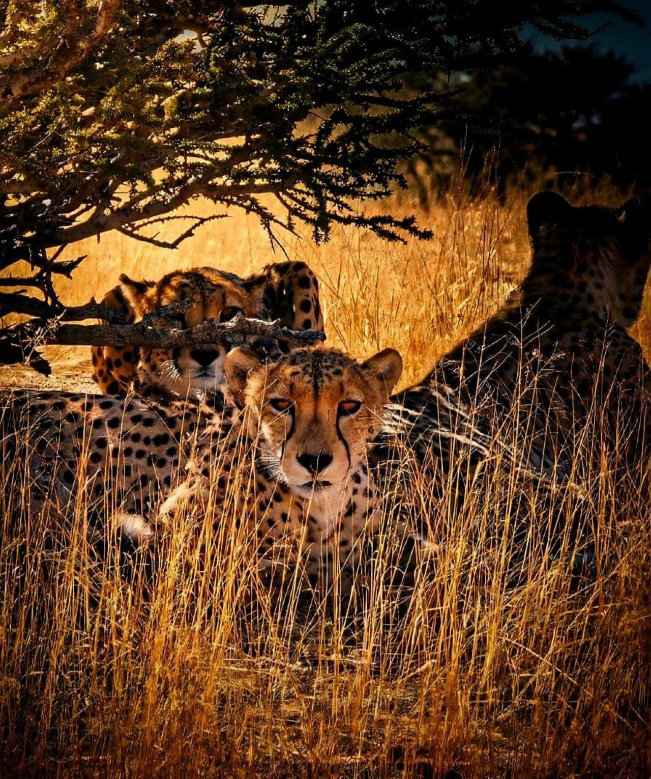 Namib-Naukluft Desert & Cheetah Encounter