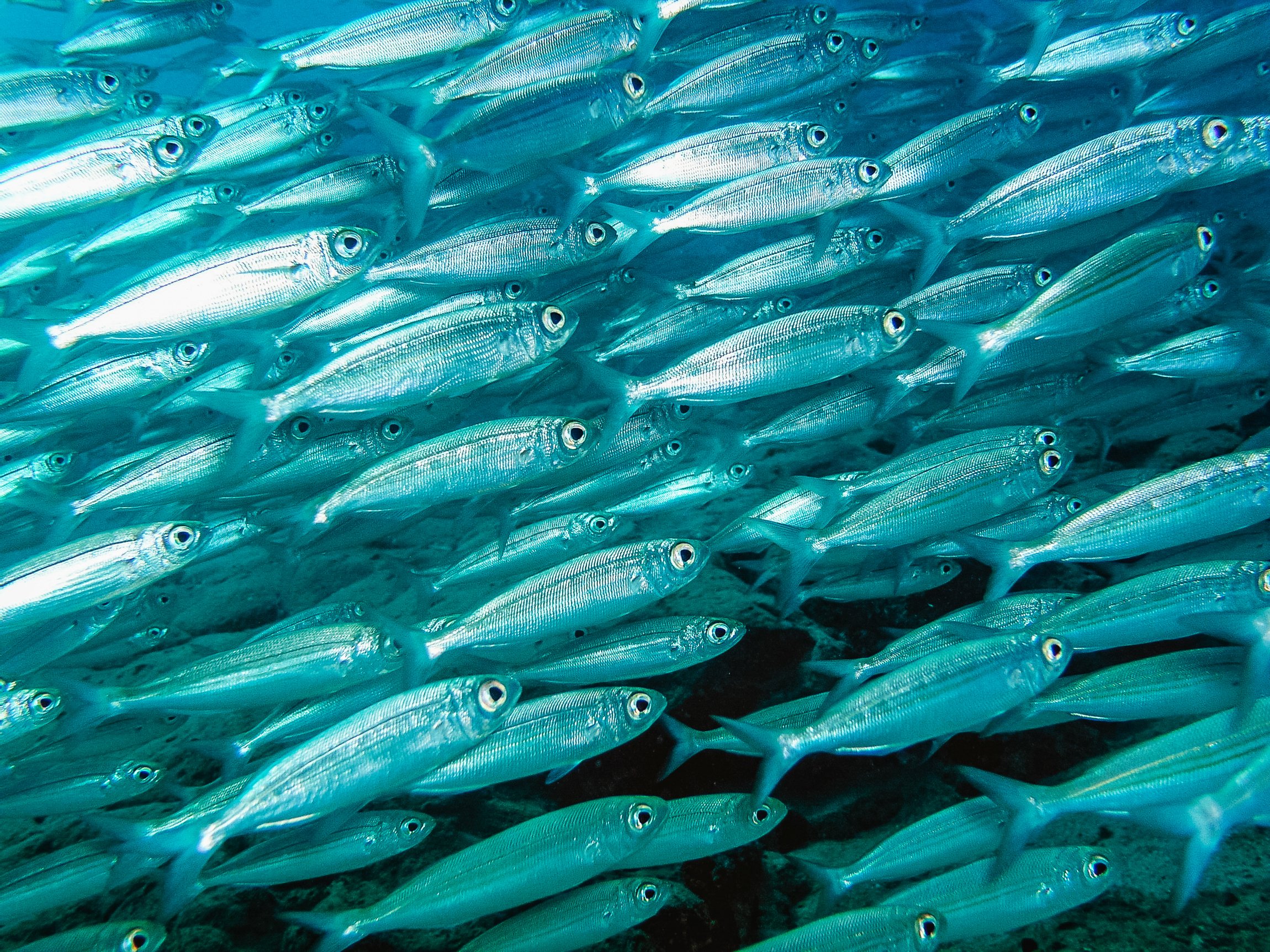 Submarine dive at Puerto Calero, Lanzarote — image 18