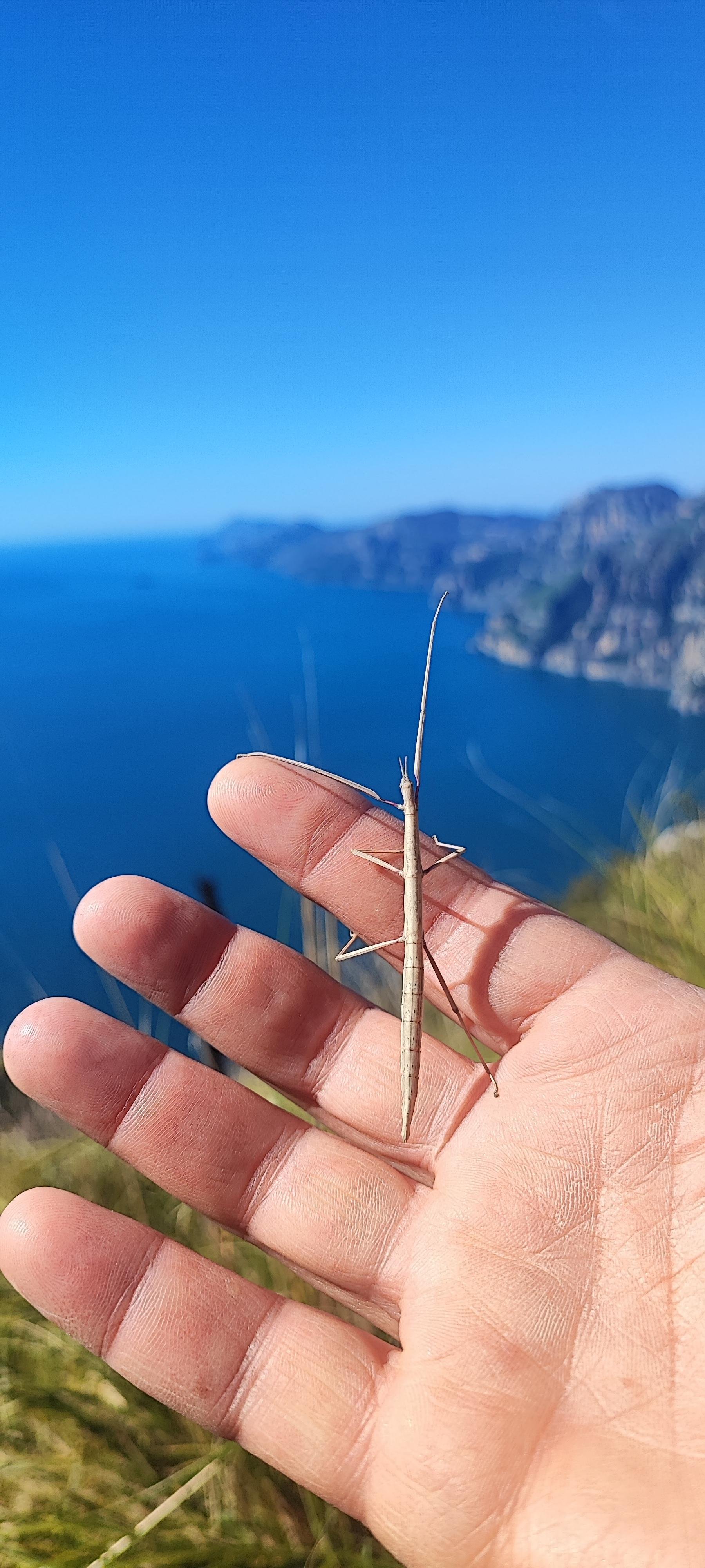 Path of the Gods Guided Hike with Transfer from Sorrento