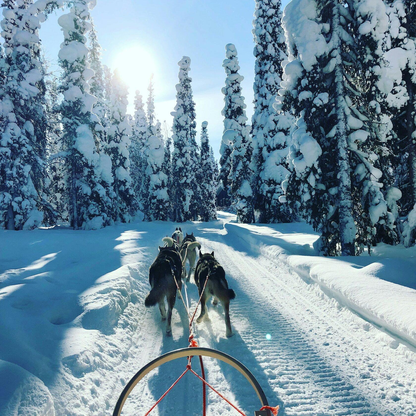 Rovaniemi Private Husky Safari with Sled Ride & Hot Drinks