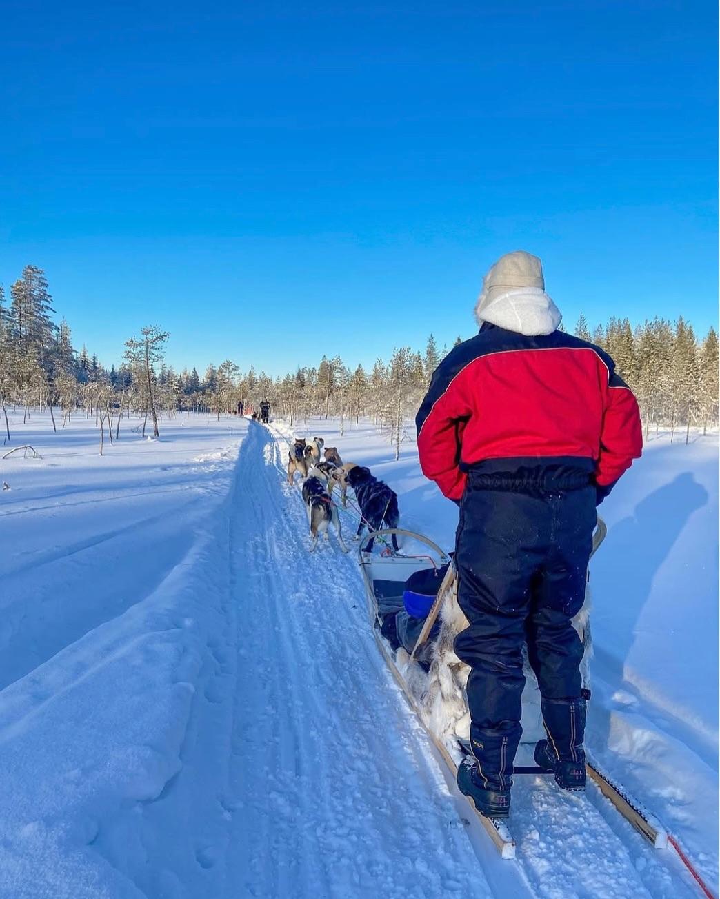 Rovaniemi Husky Safari with Transfers & Fireside BBQ