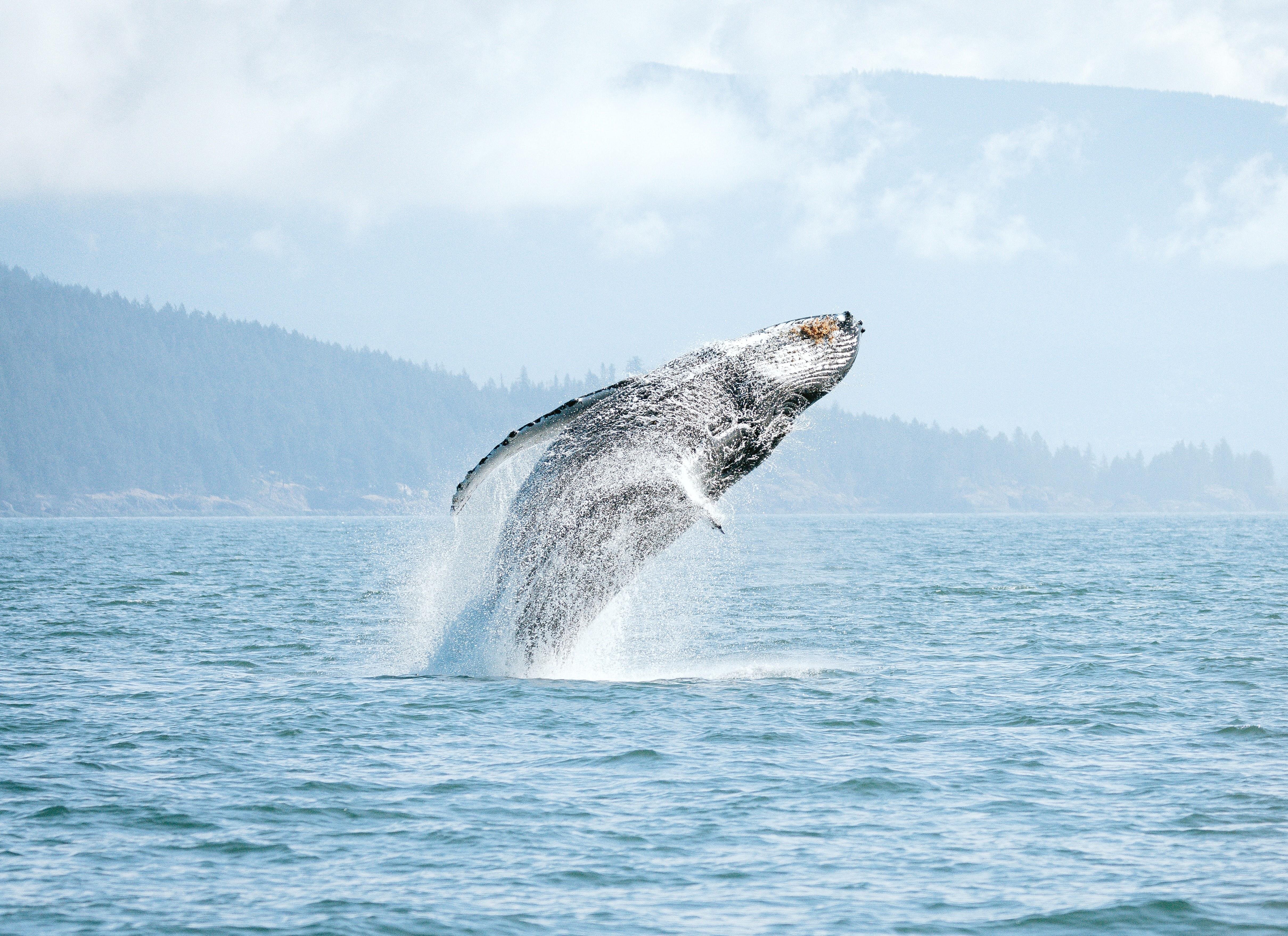 Vancouver: Open-air Whale Watching Tour, Granville Island