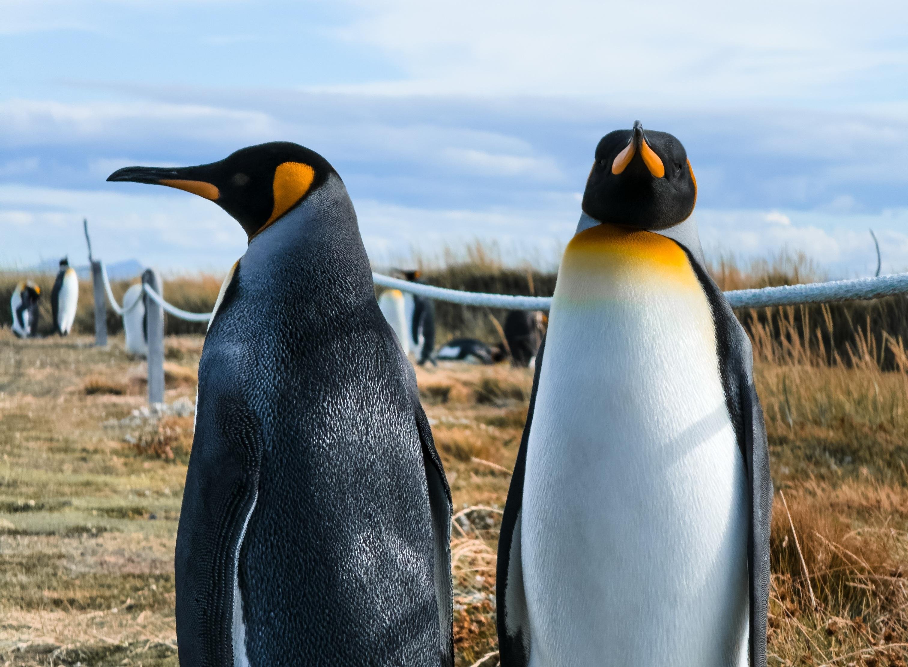 King Penguin & Tierra del Fuego Full-Day Tour from Punta Arenas