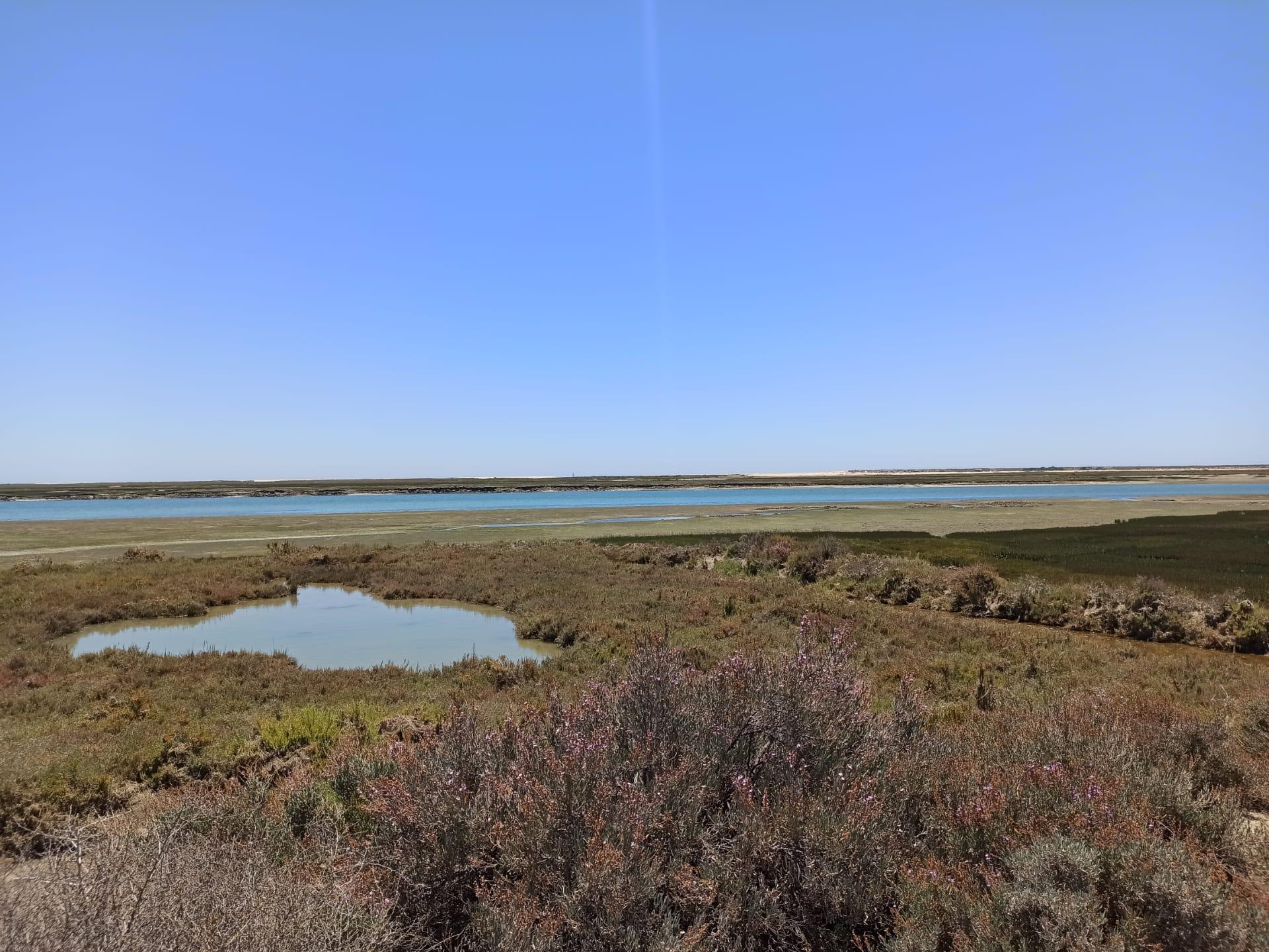 Ria Formosa island boat tour from Faro to Deserta and Farol — image 4