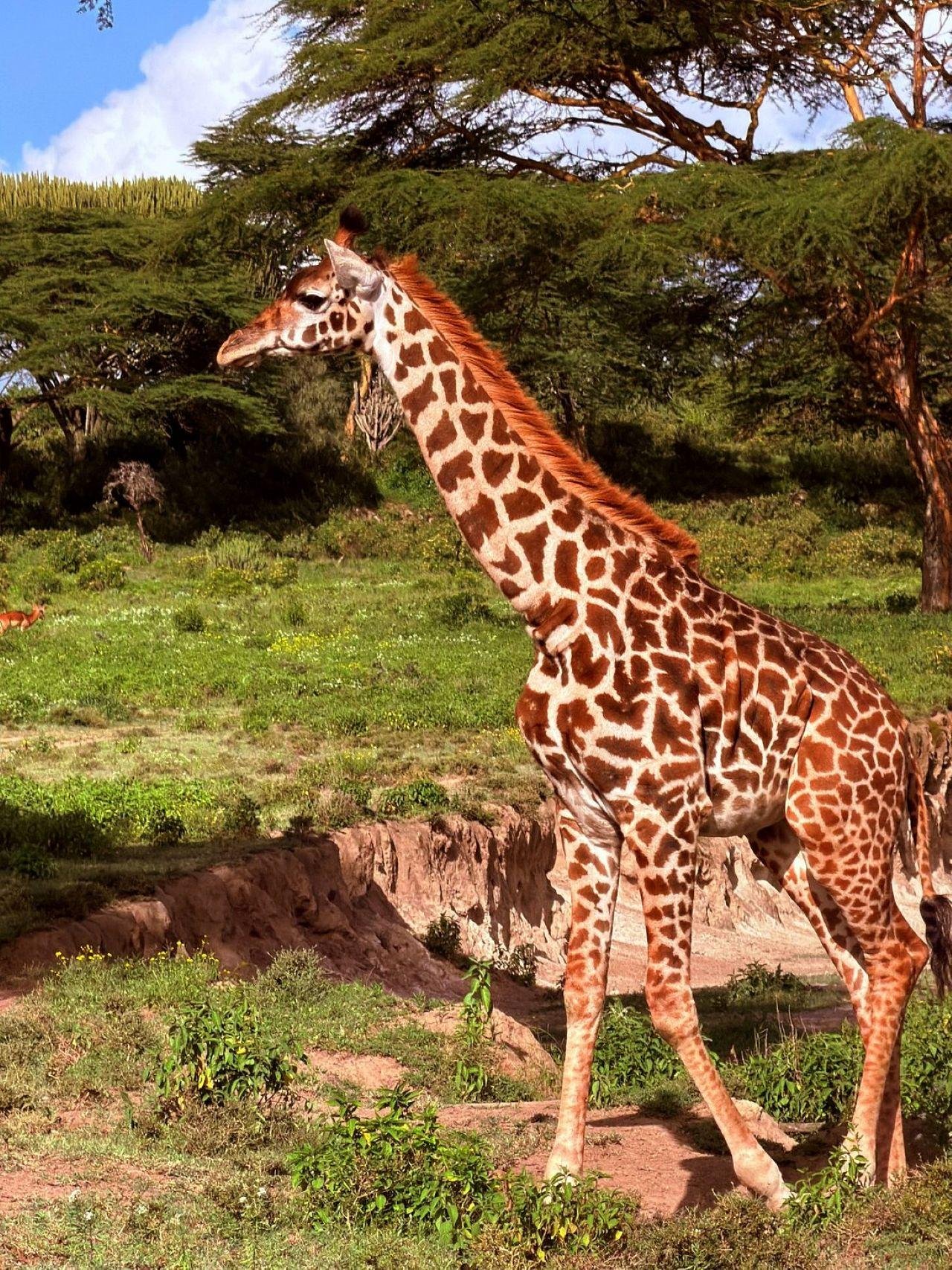 3-Day Maasai Mara Shared Jeep Safari from Nairobi