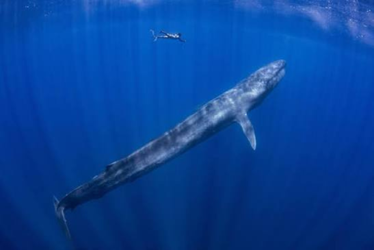 Mirissa Blue Whale, Dolphin & Turtle Snorkeling Tour