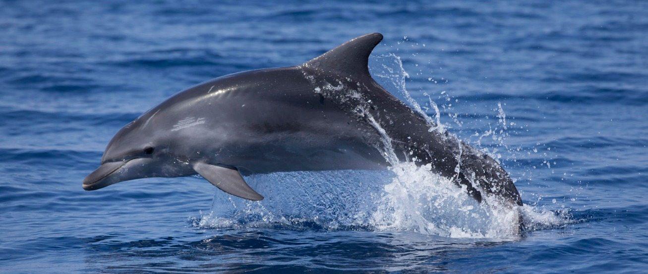 Wild Dolphin Watching Expedition in Šibenik Archipelago