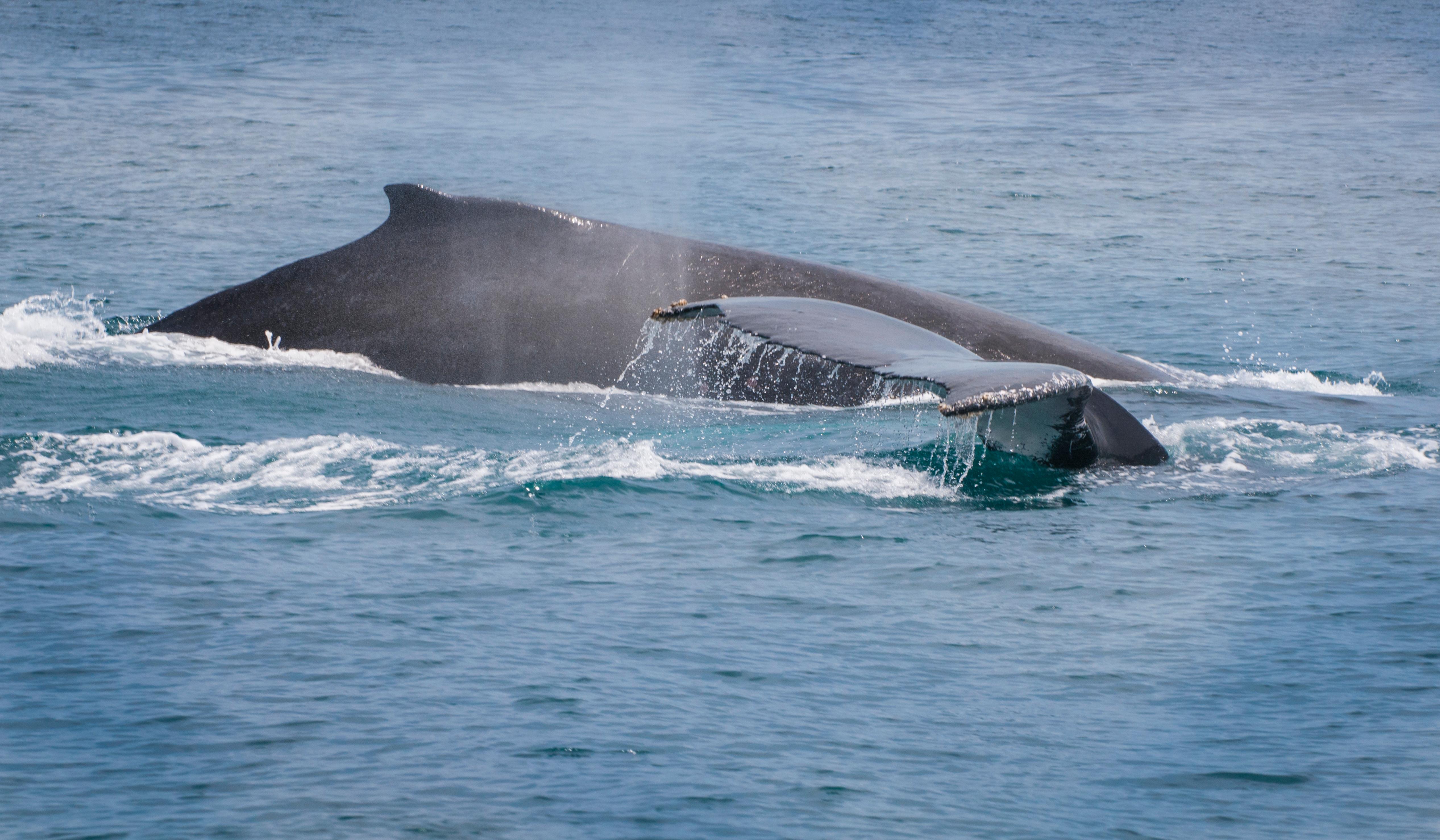 Pedasi Whale Watching & Isla Iguana Snorkeling