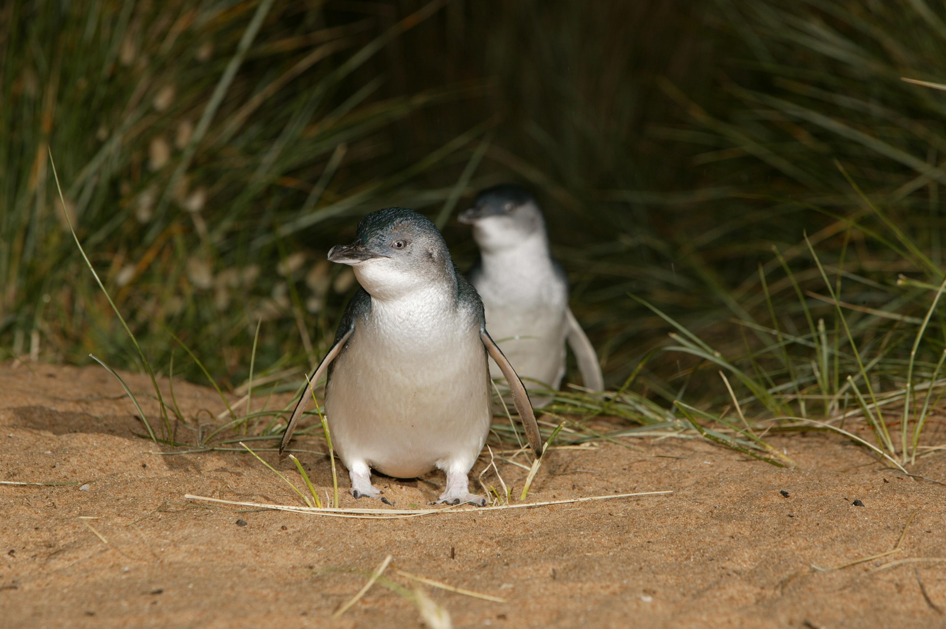 Phillip Island Penguin Parade & Wildlife Day Tour from Melbourne